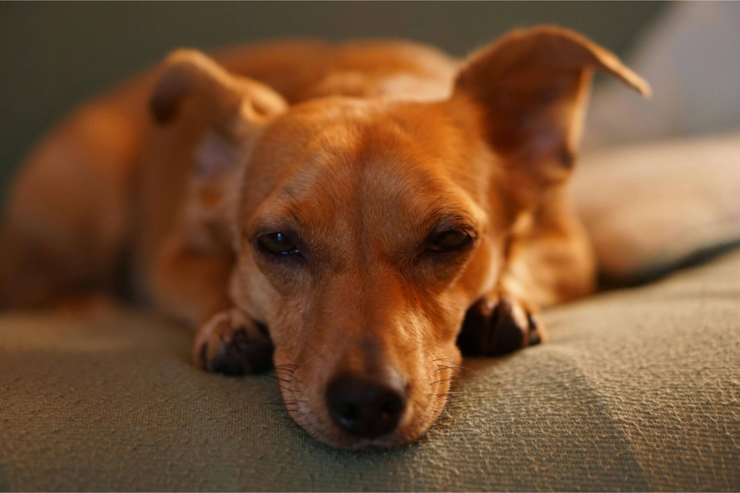 Meu cachorro está com sangue nas fezes: é grave?