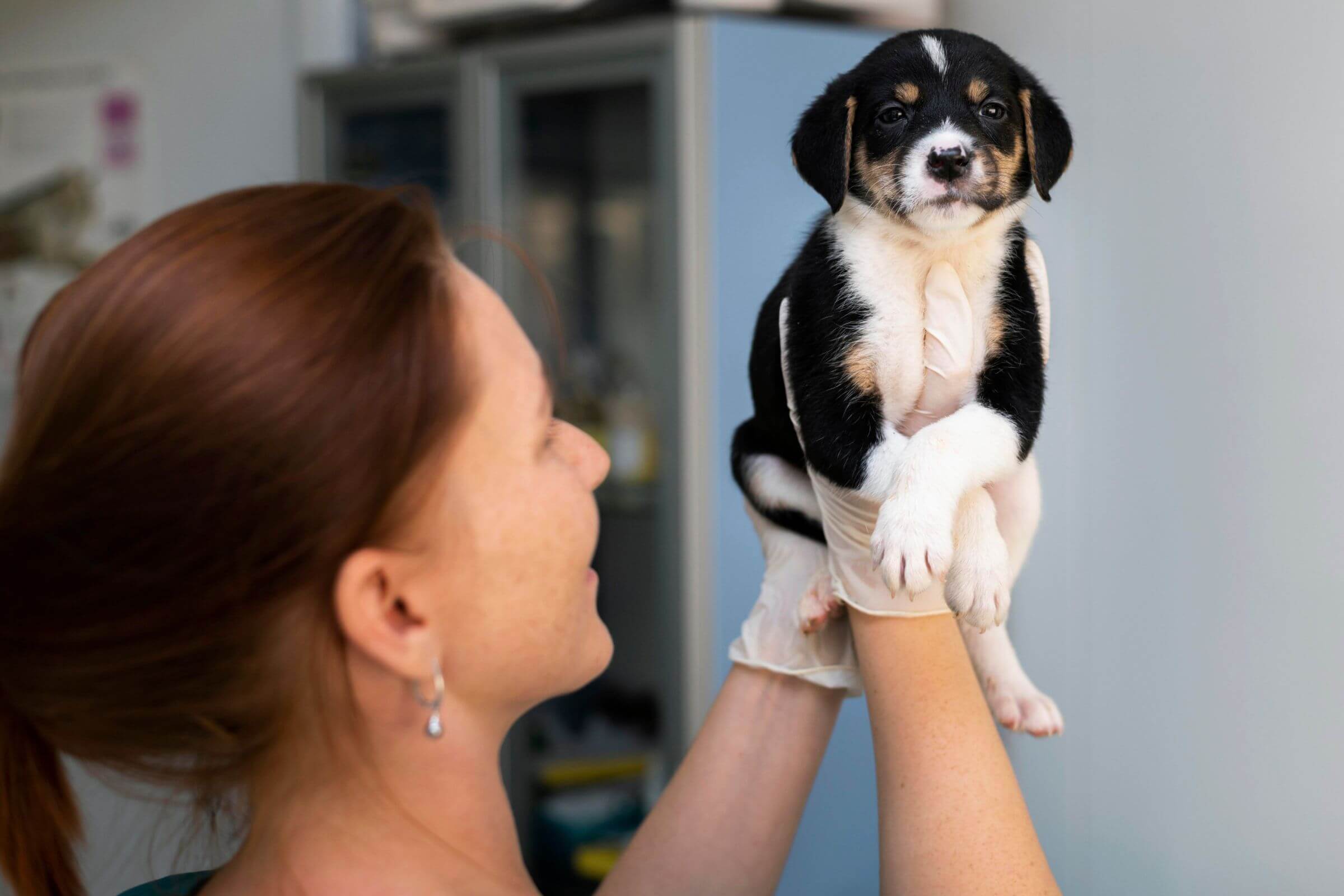 Quanto custa vacina de cachorro filhote em 2025 em Maringá? clínica veterinária 24h