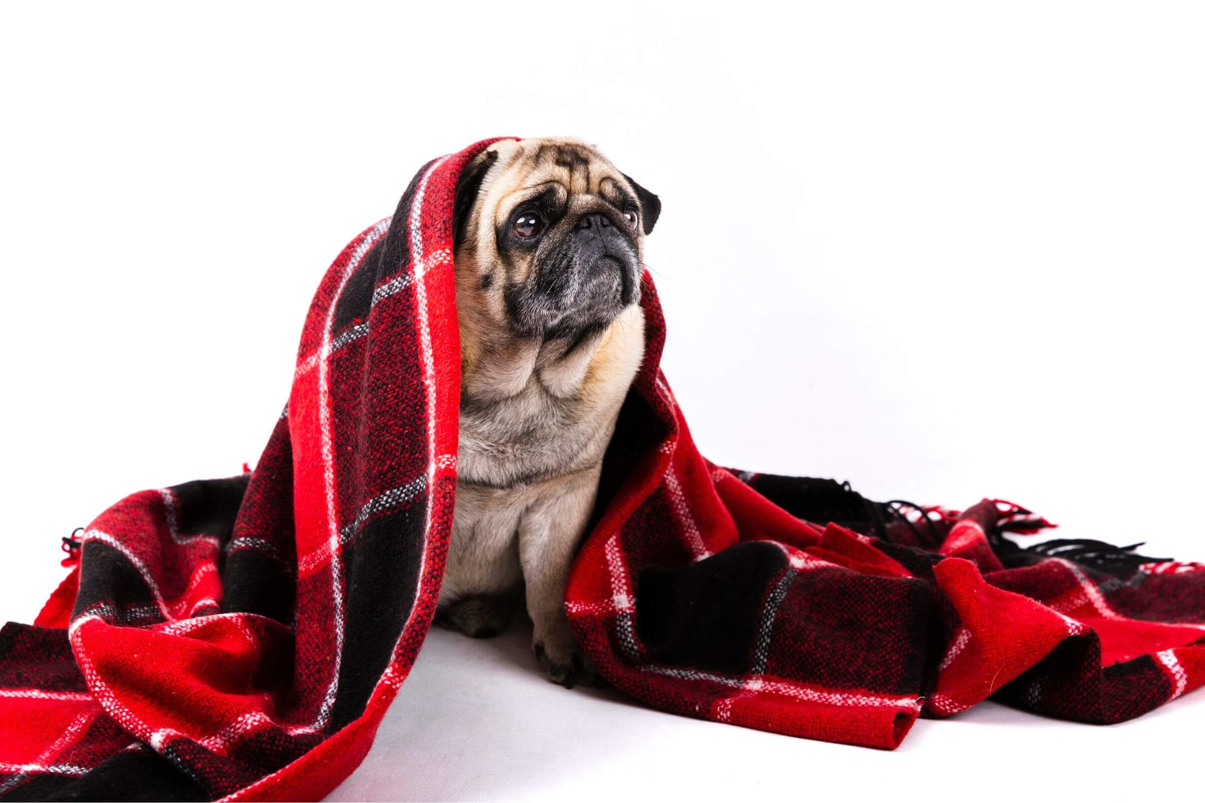 Meu cachorro está tremendo, é frio ou algo mais sério? clínica veterinária 24h