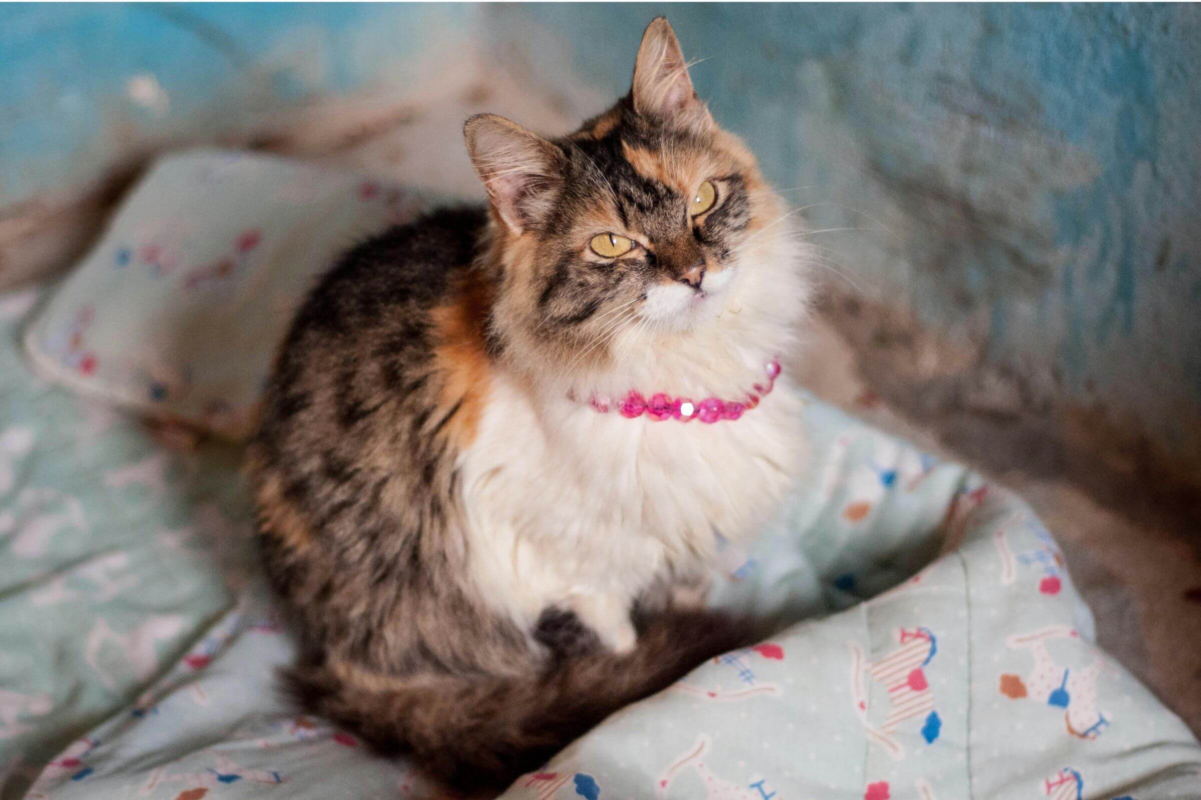 Gata grávida: Quanto tempo dura? clínica veterinária 24h