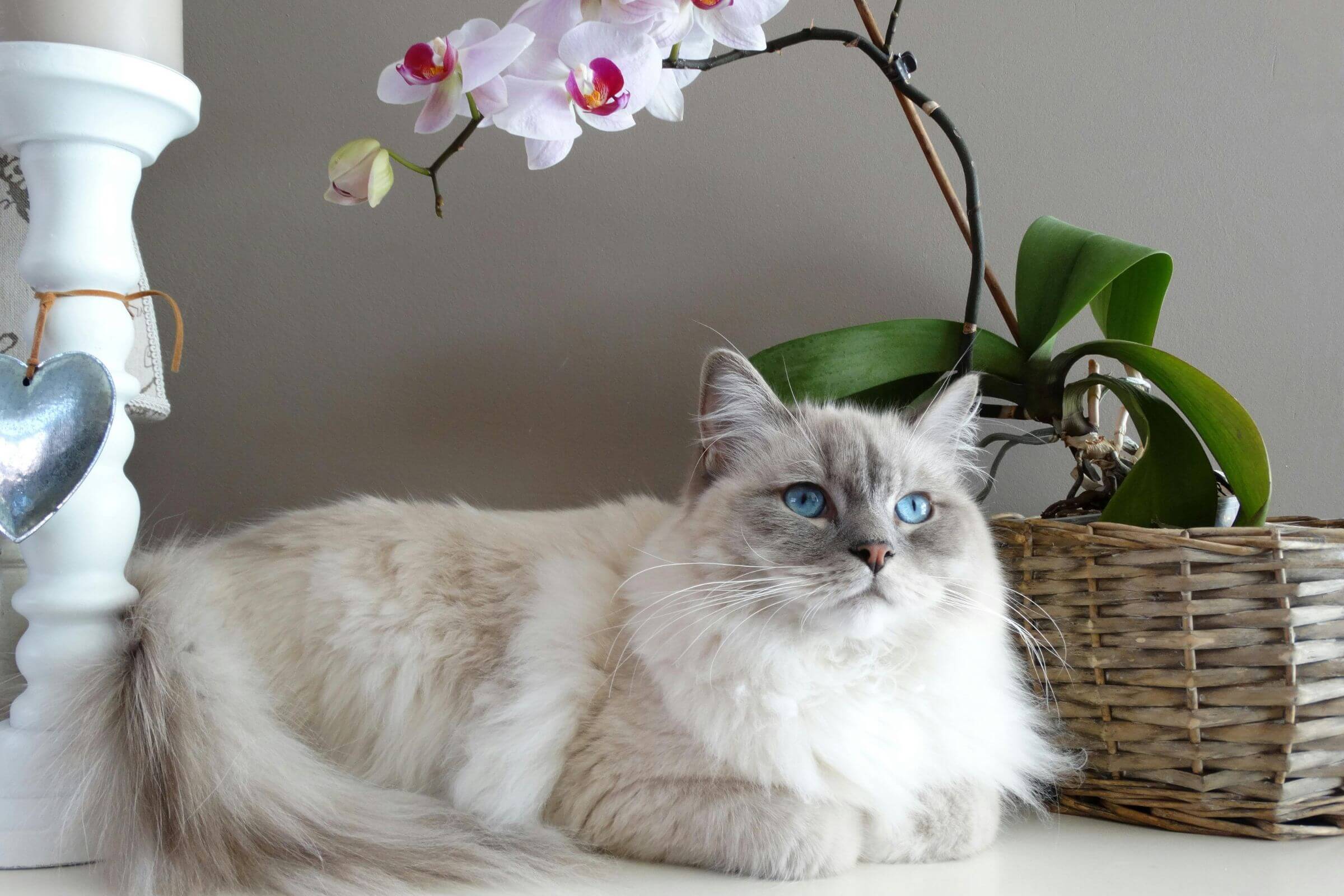 Gato de apartamento precisa vacinar? clínica veterinária 24h