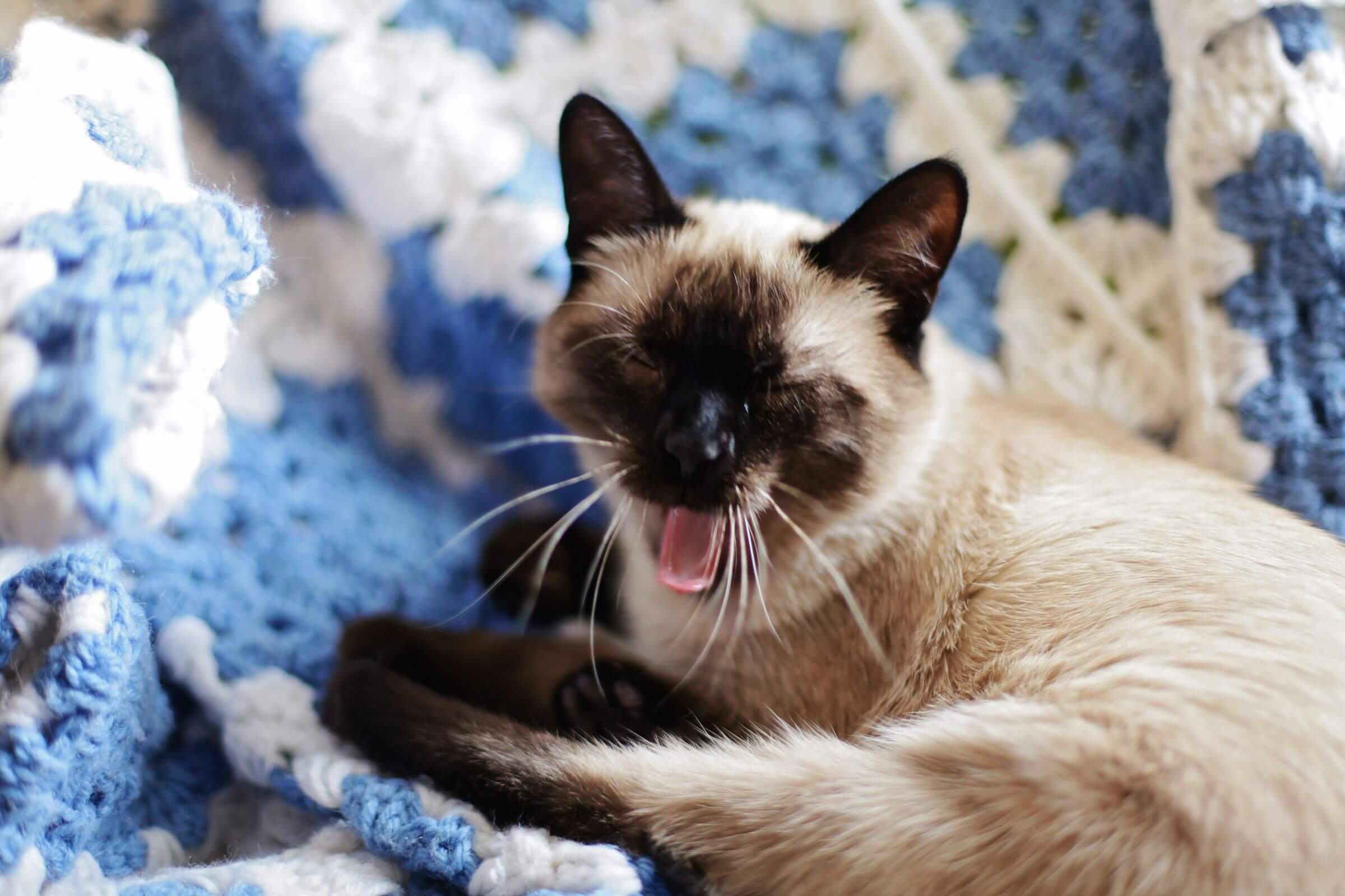 Gato boceja muito: o que pode ser, clínica veterinária 24h