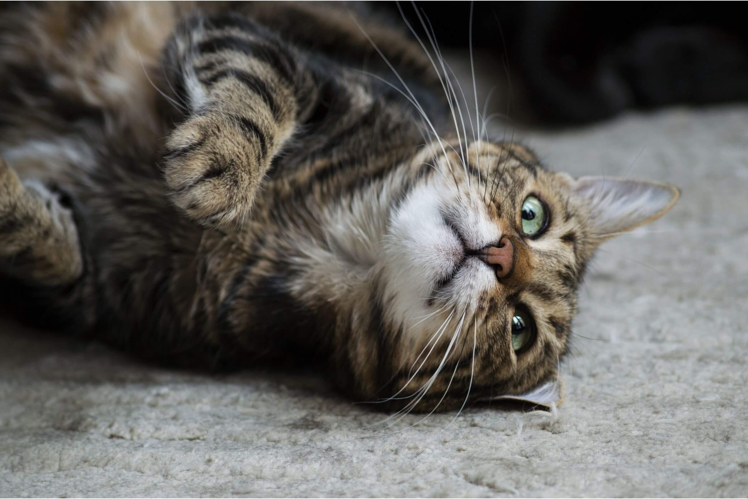 Meu gato está caindo de um lado: pode ser AVC? clínica veterinária 24h