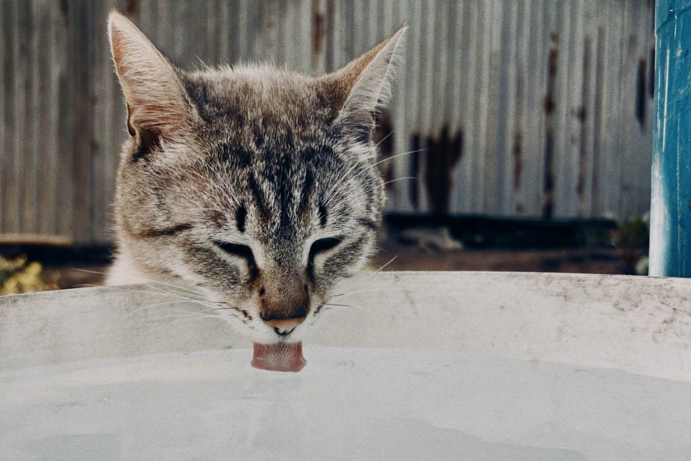 Meu gato está com sede excessiva: pode ser diabetes? clínica veterinária 24h