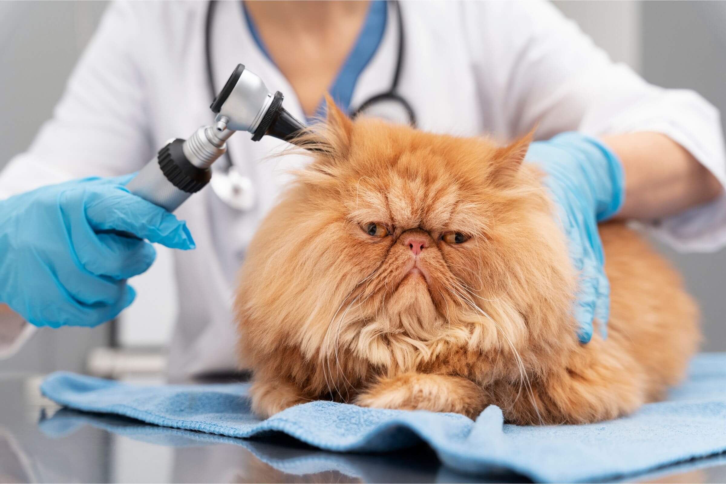 Como saber se meu gato está com dor de ouvido? clínica veterinária 24h