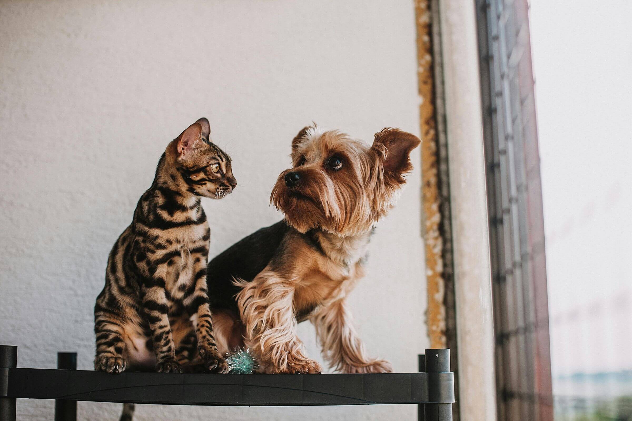 Gato e cachorro podem viver juntos em harmonia? clínica veterinária 24h