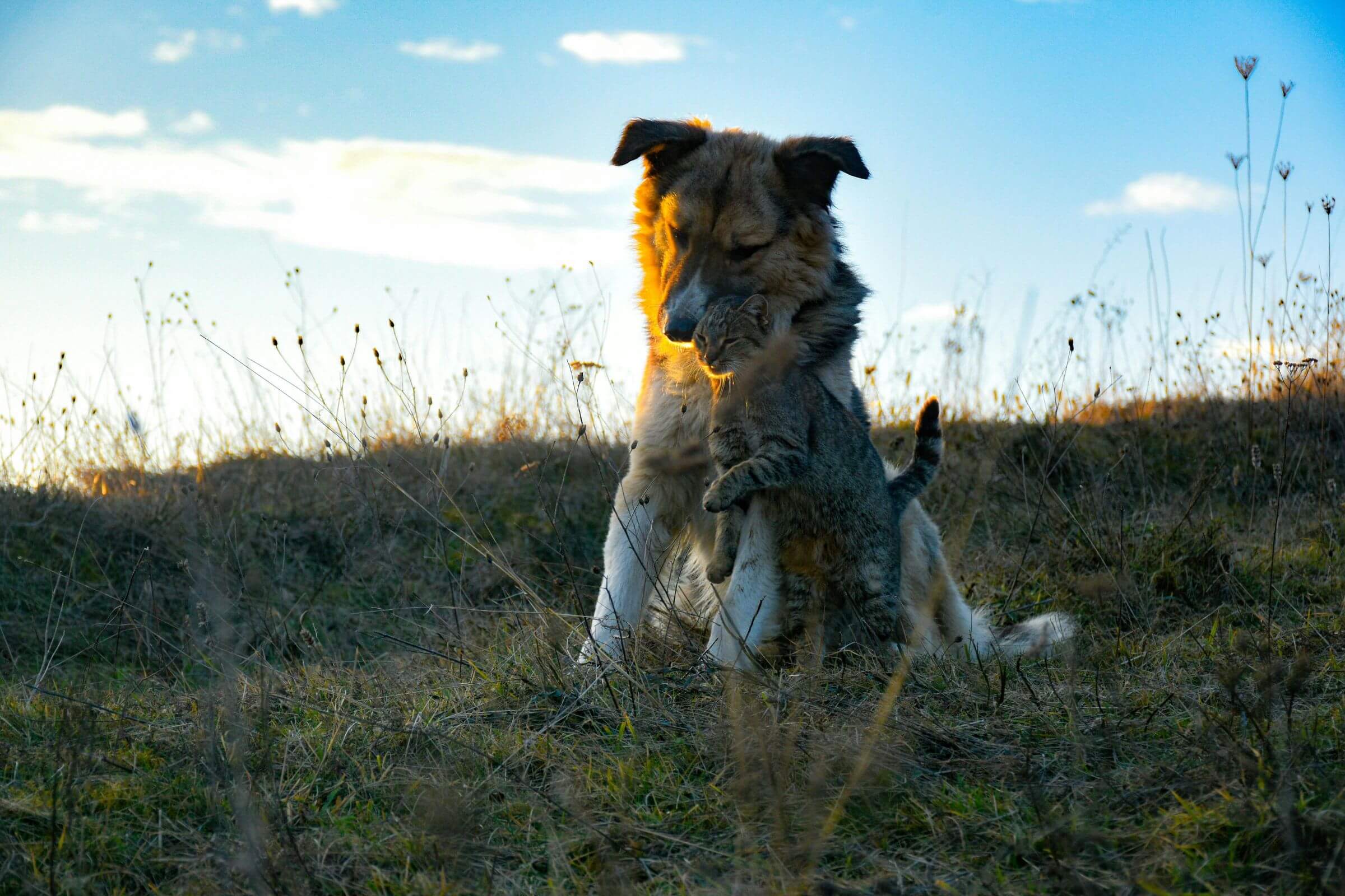 Gato pode viver no mesmo local que cachorro? clínica veterinária 24h