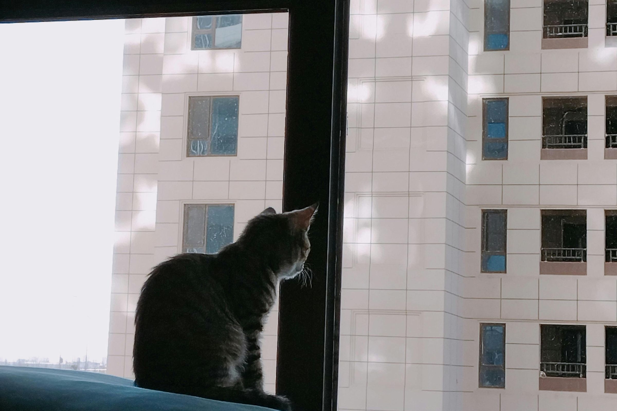 Gato em apartamento: cuidados e indicações, clínica veterinária 24h