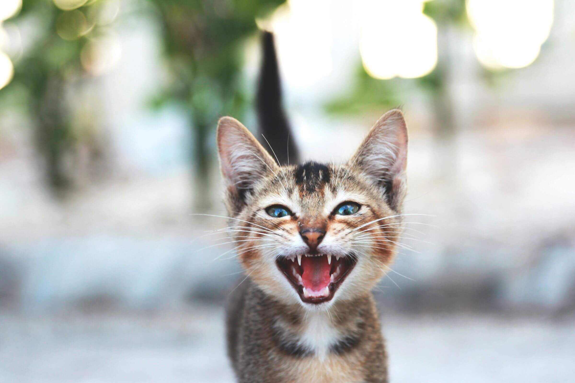 Gato com mau hálito: pode ser doença nos dentes? clínica veterinária 24h