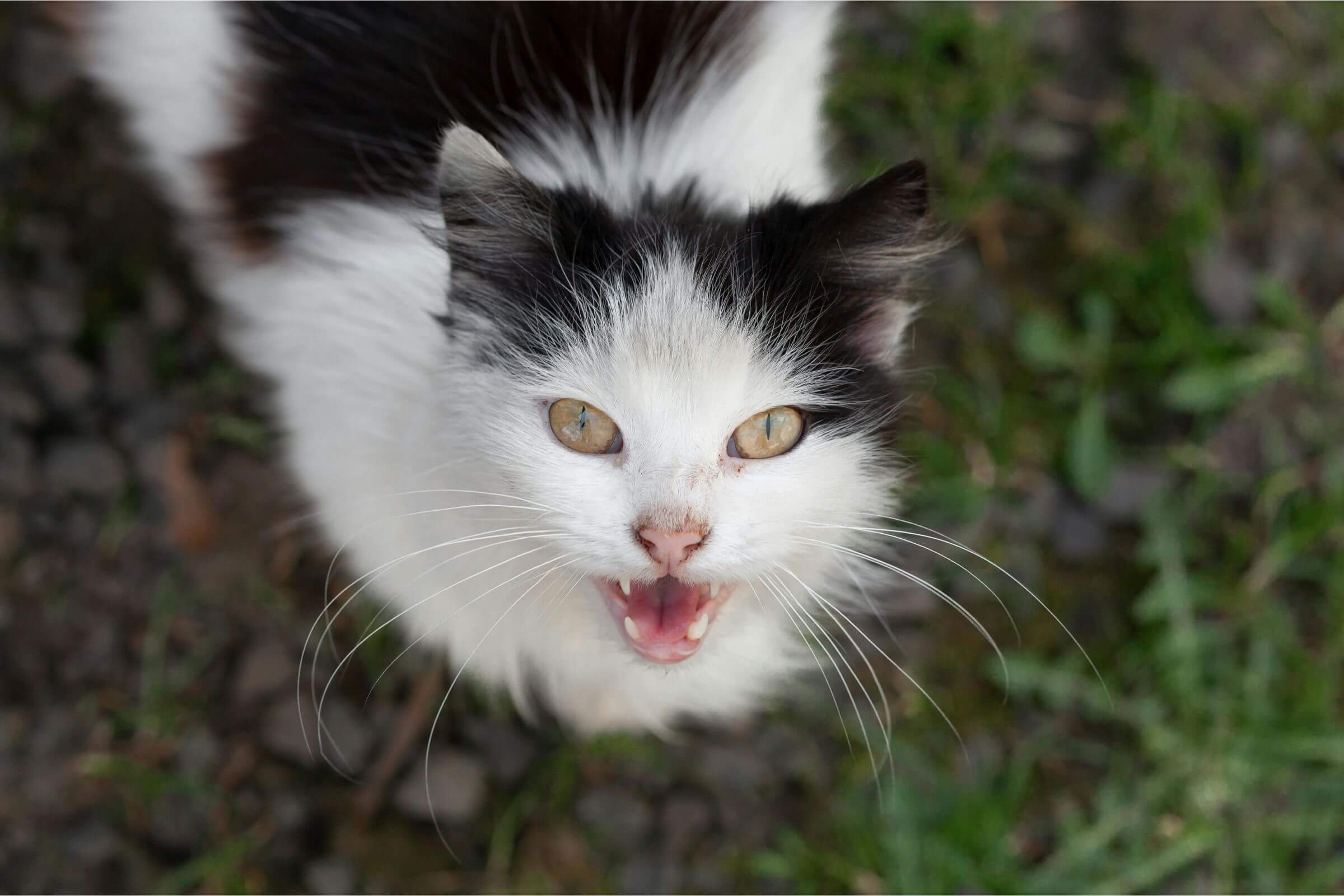 Gato miando muito pode ser dor? clínica veterinária 24h