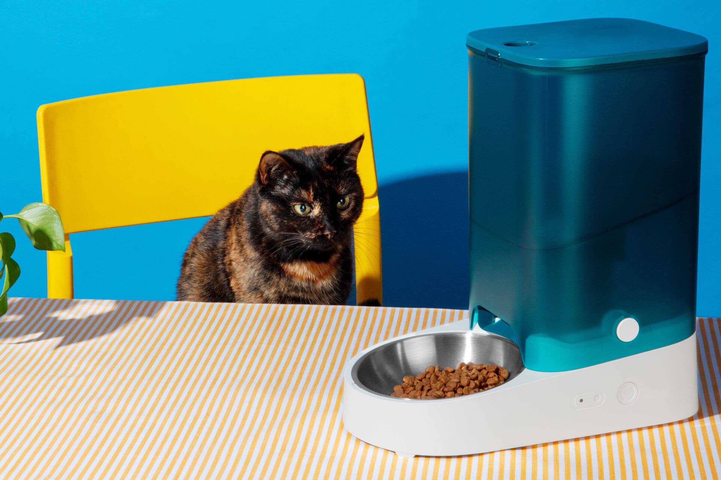 Gato não come ração: O que fazer? clínica veterinária 24h