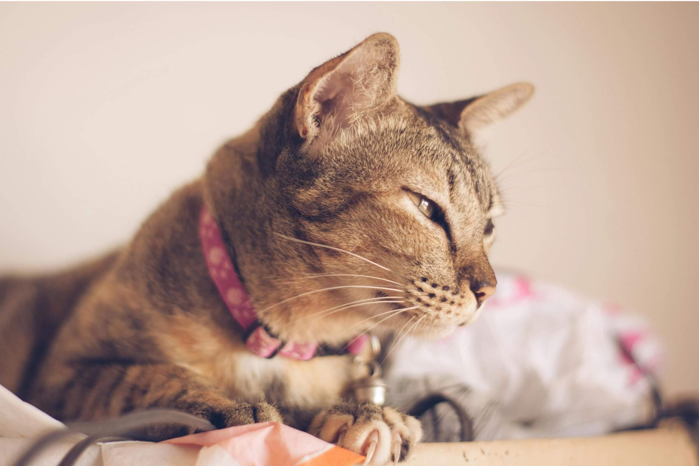 Por que o olho do meu gato está inchado? clínica veterinária 24h