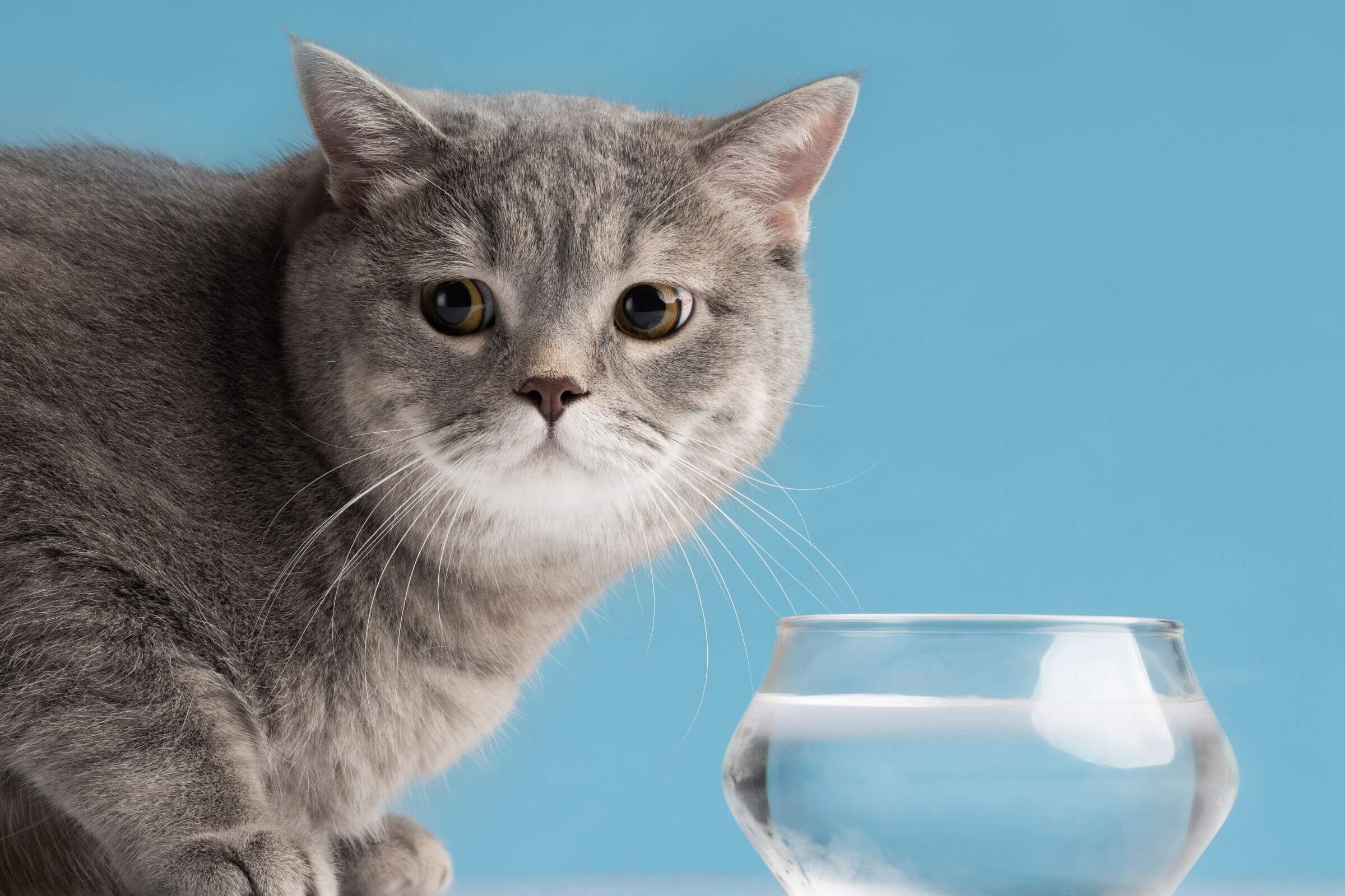 Meu gato parou de beber água: o que fazer? clínica veterinária 24h