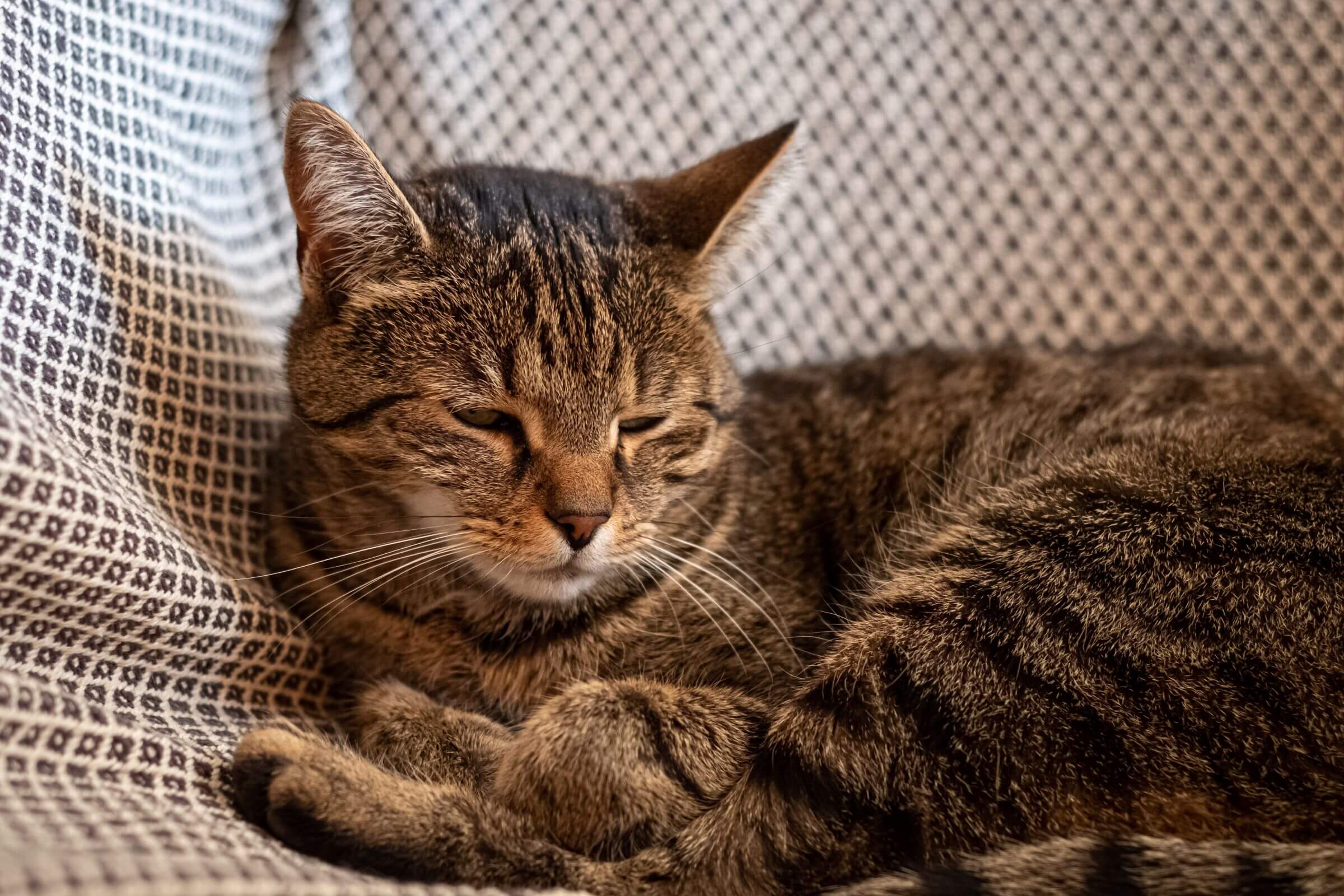 Gato com pressão alta: como tratar? clínica veterinária 24h
