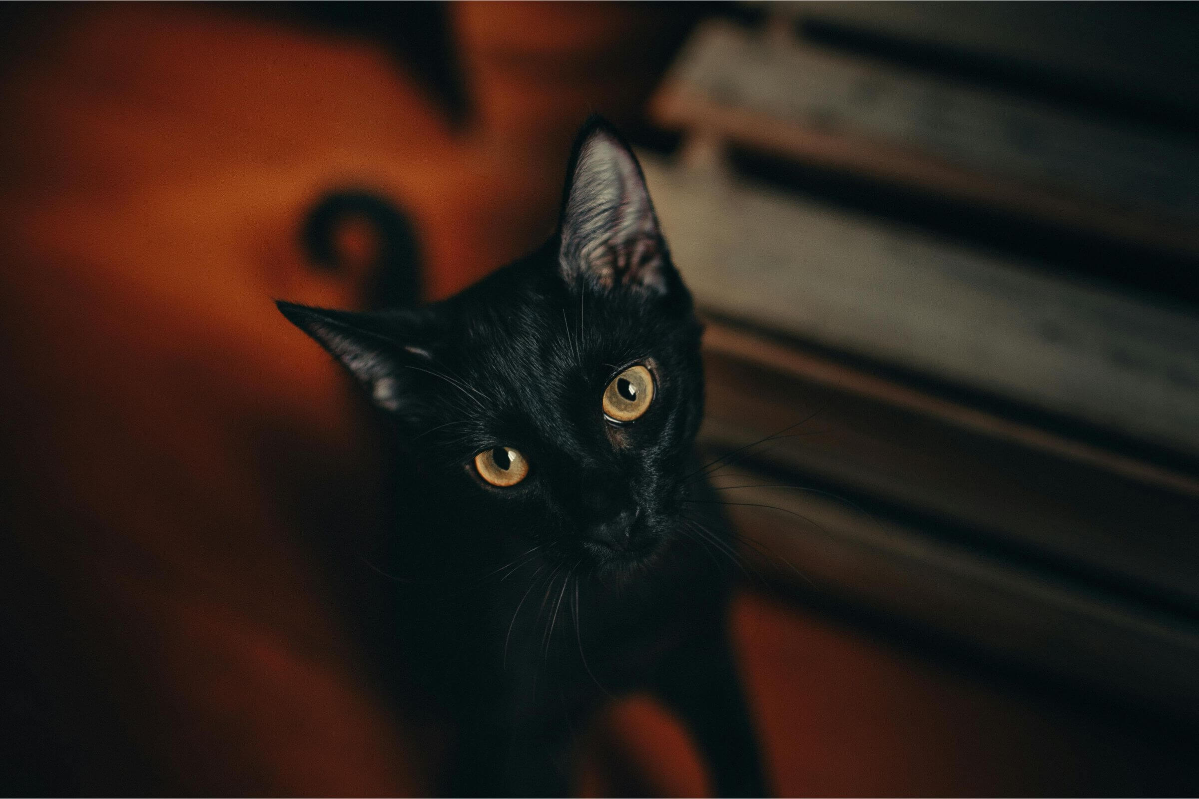 Gato preto dá azar? Vamos desmistificar! clínica veterinária 24h
