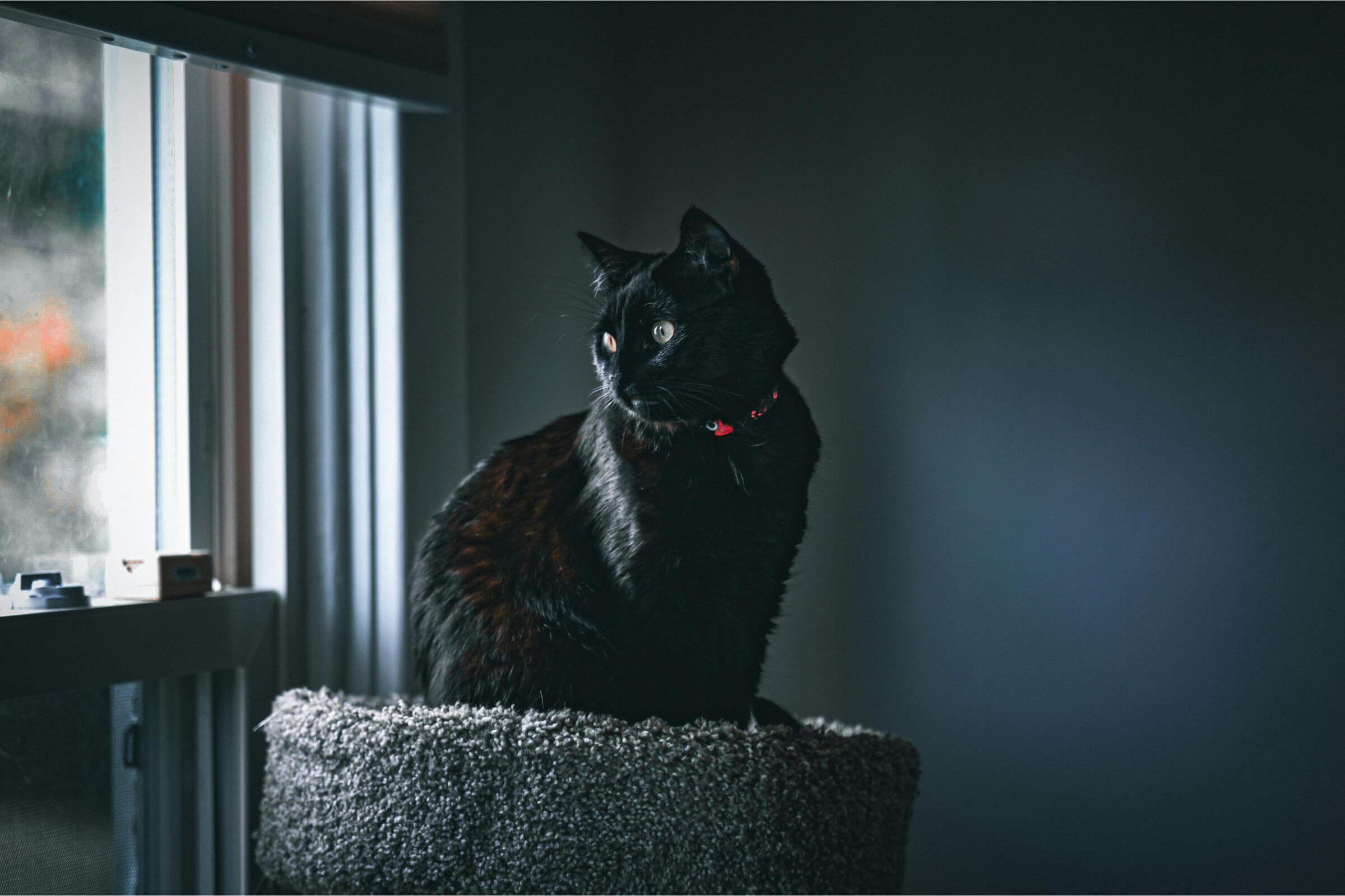 Meu gato está urinando pouco: o que pode ser? clínica veterinária 24h