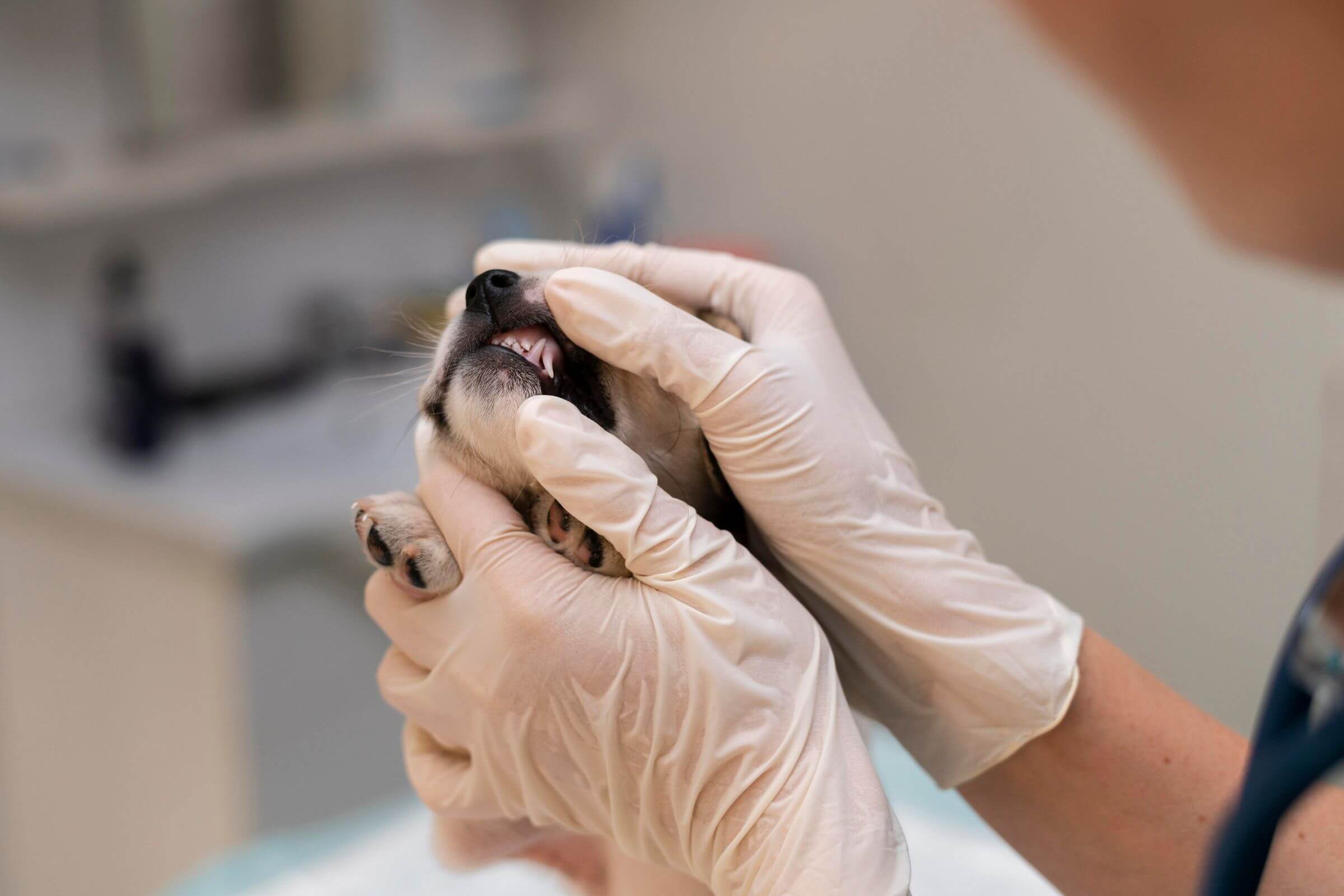 Gengiva sangrando no pet é normal? clínica veterinária 24h