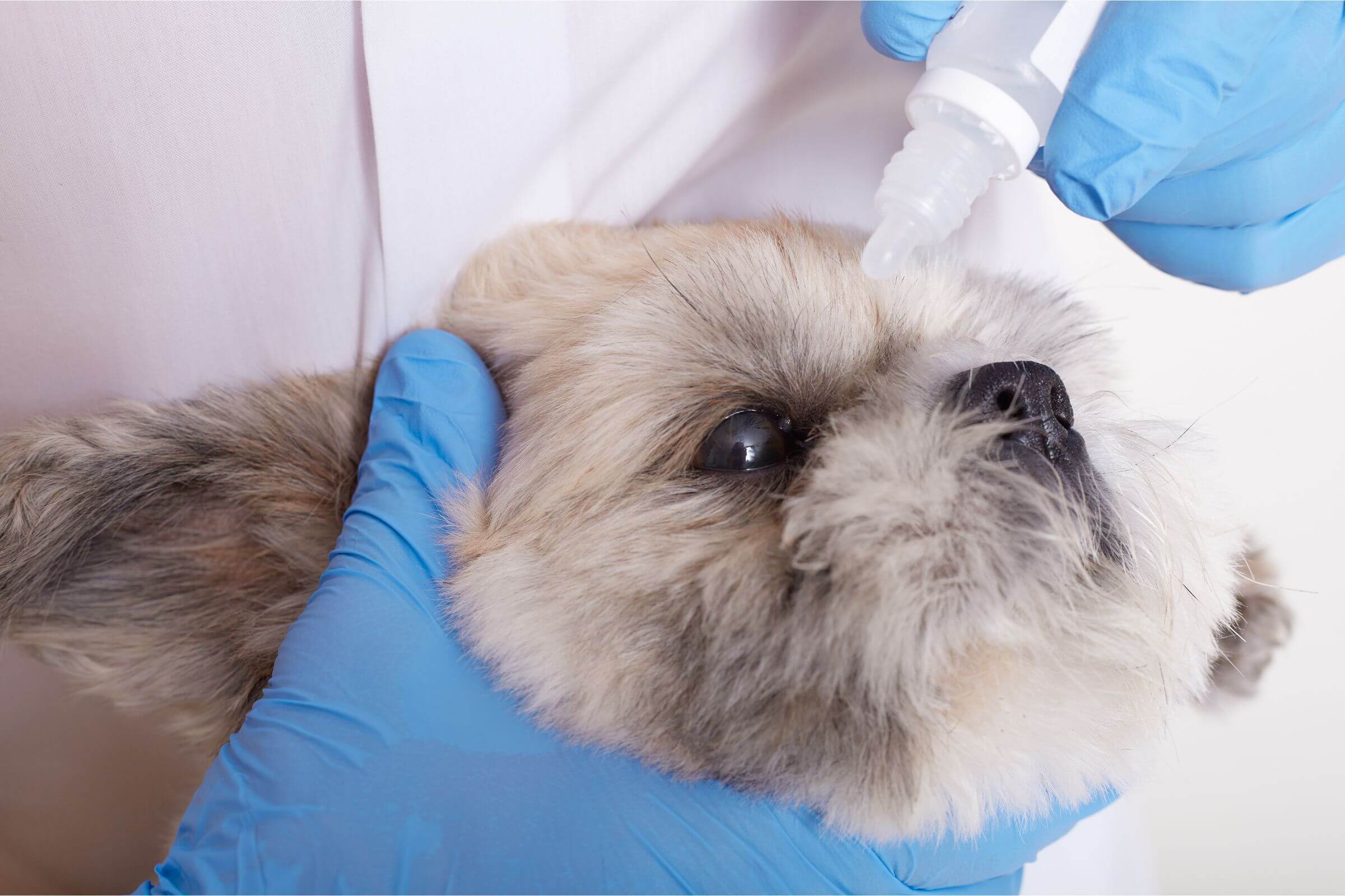 Olho branco em cachorro: é glaucoma? clínica veterinária 24h