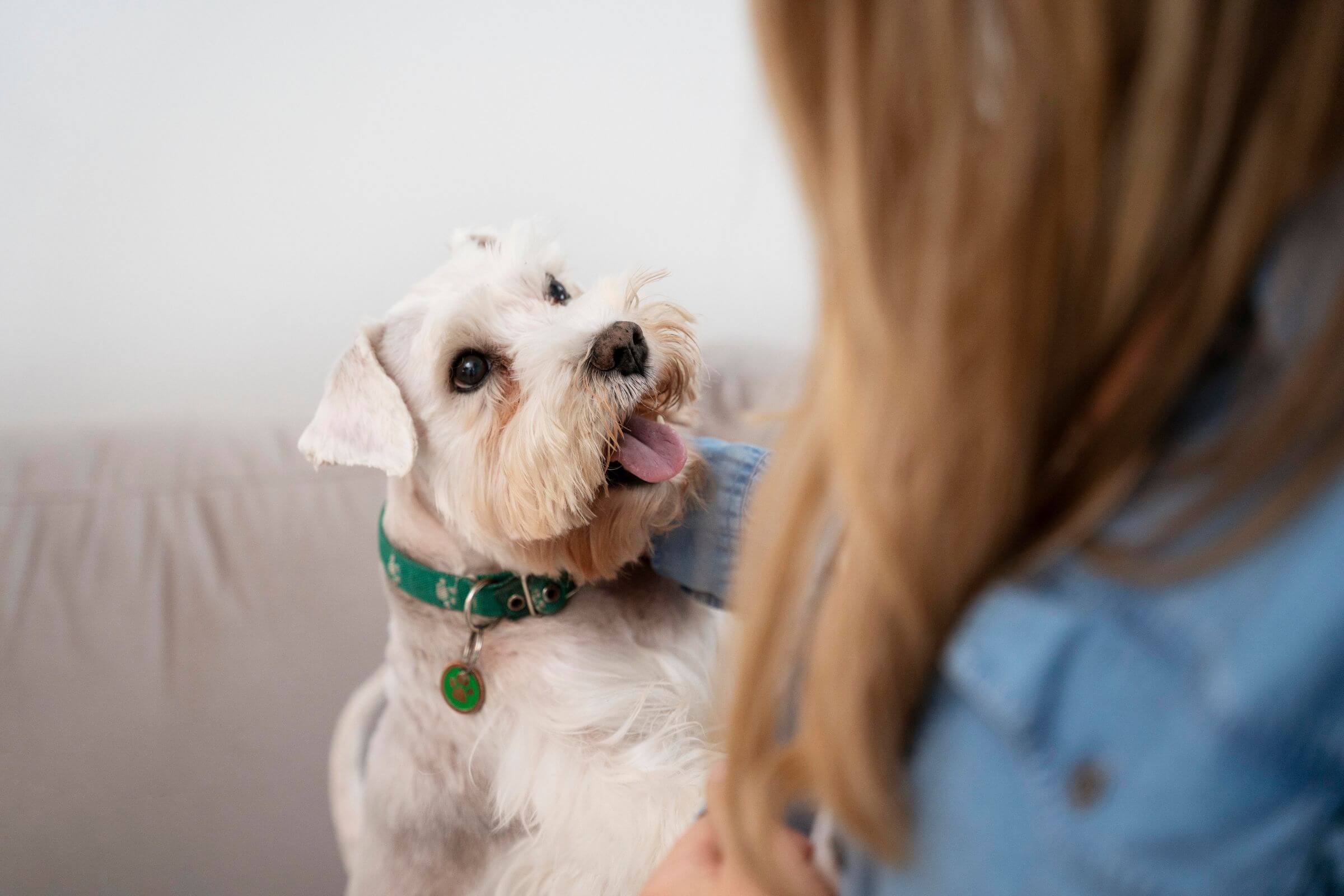 Como controlar a glicemia do pet em casa? clínica veterinária 24h