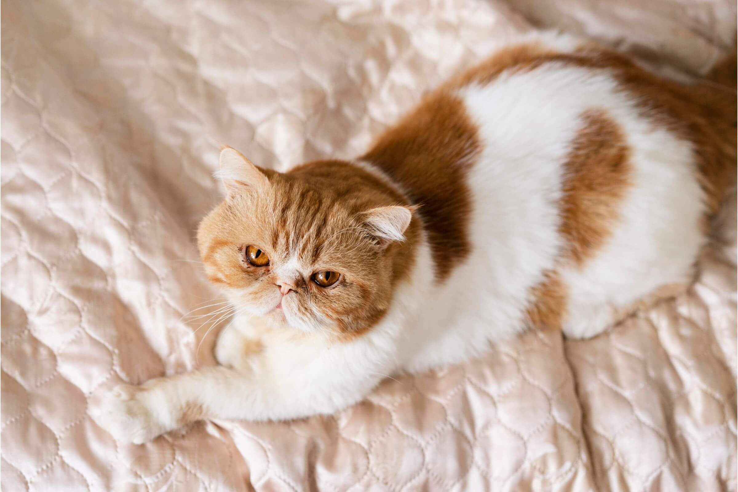 Gravidez psicologica em gata: como identificar, clínica veterinária 24h