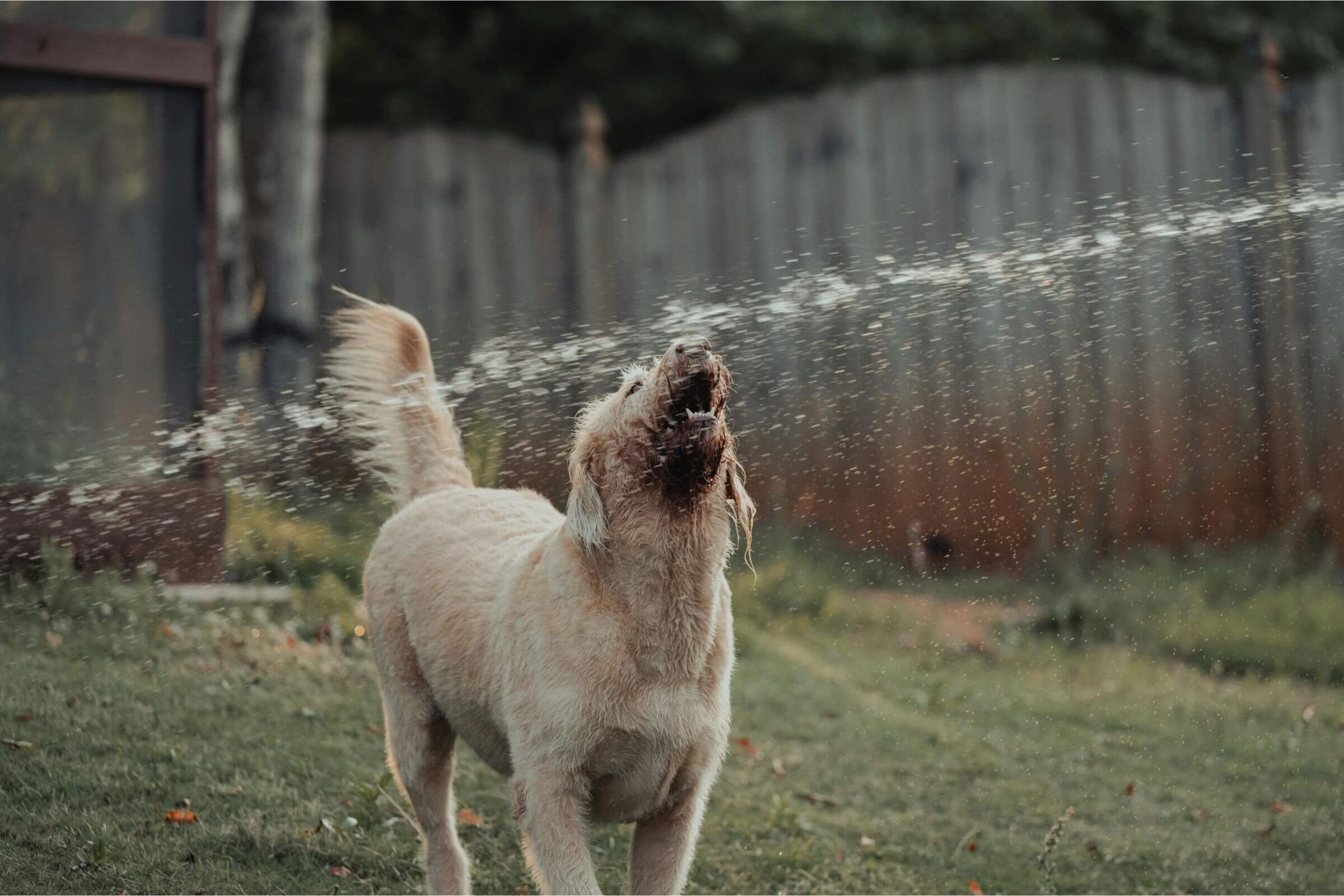 Dicas para hidratar o pet no verão, clínica veterinária 24h