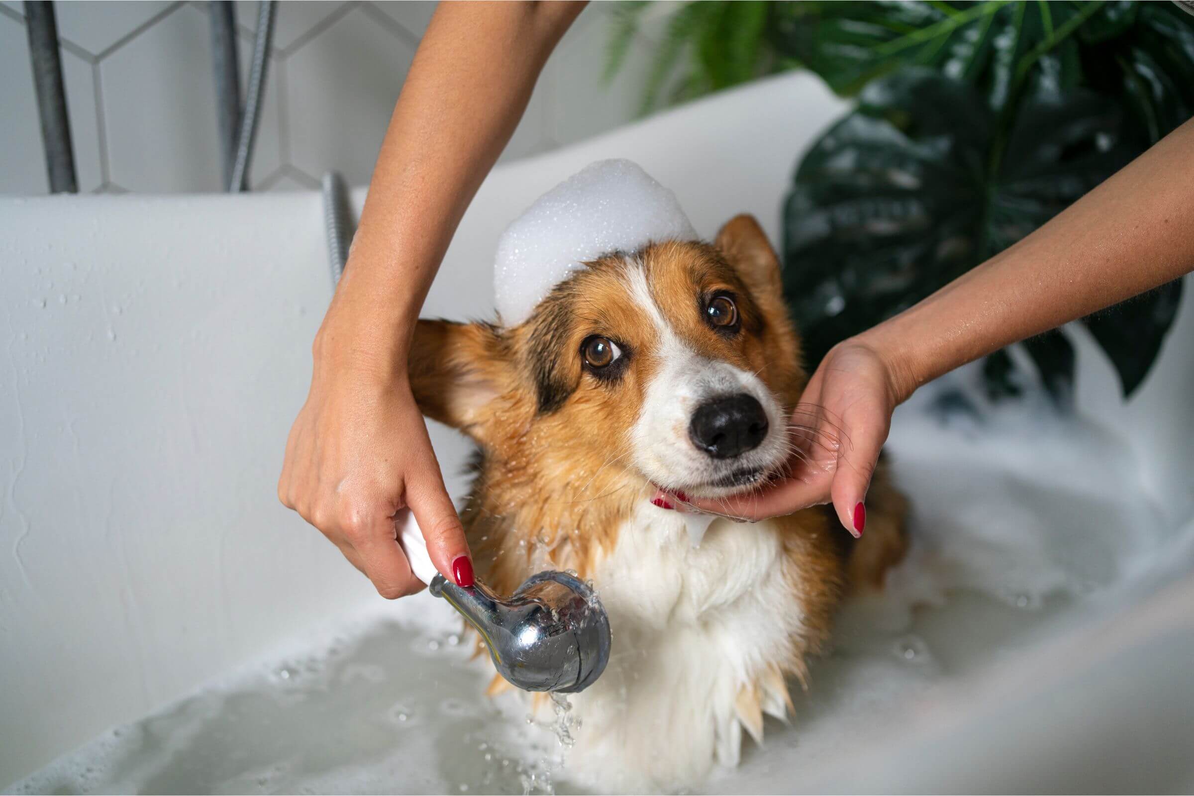 Cuidados com a higiene íntima do pet, clínica veterinária 24h