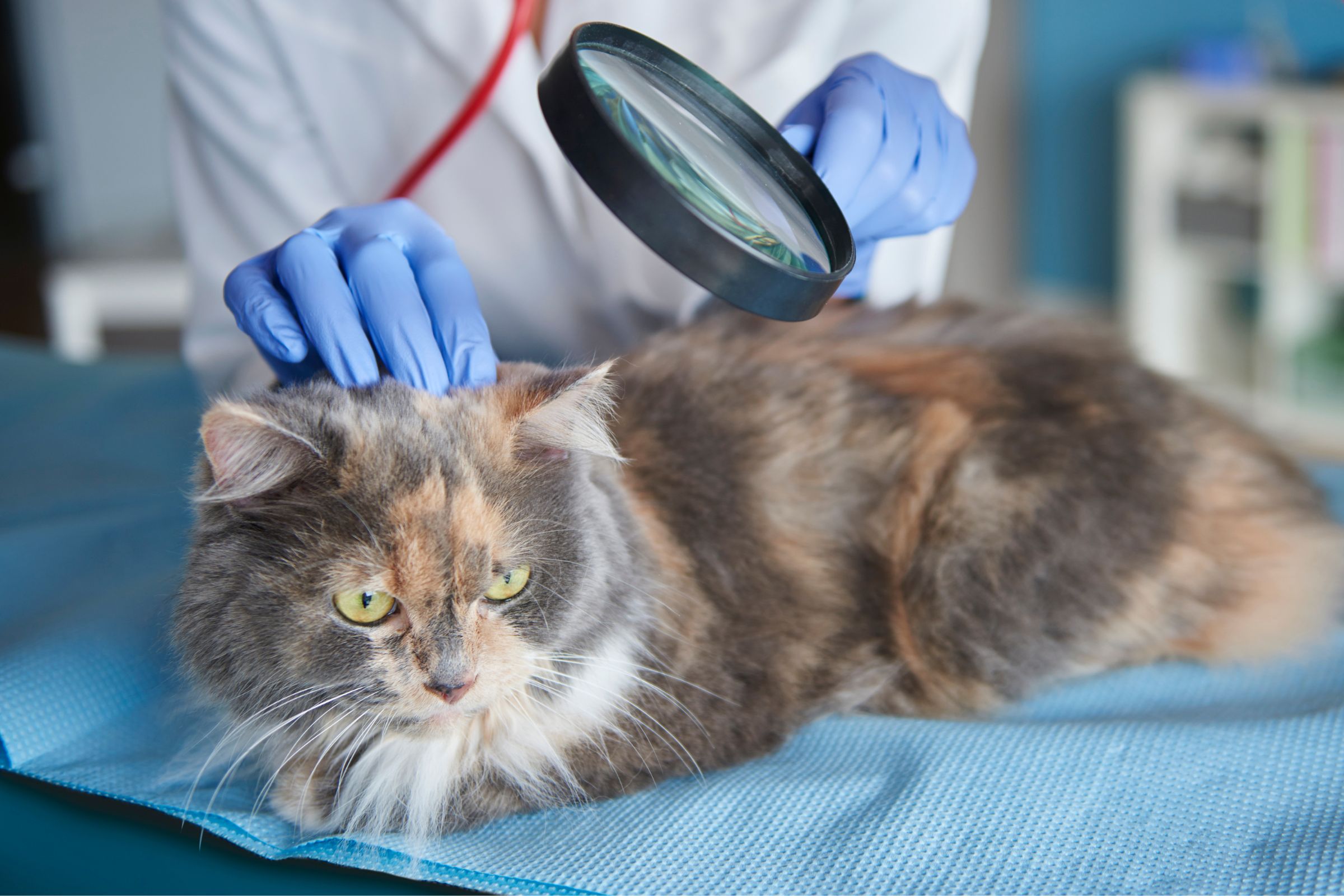 Gato com icterícia (pele amarelada): o que pode ser? clínica veterinária 24h