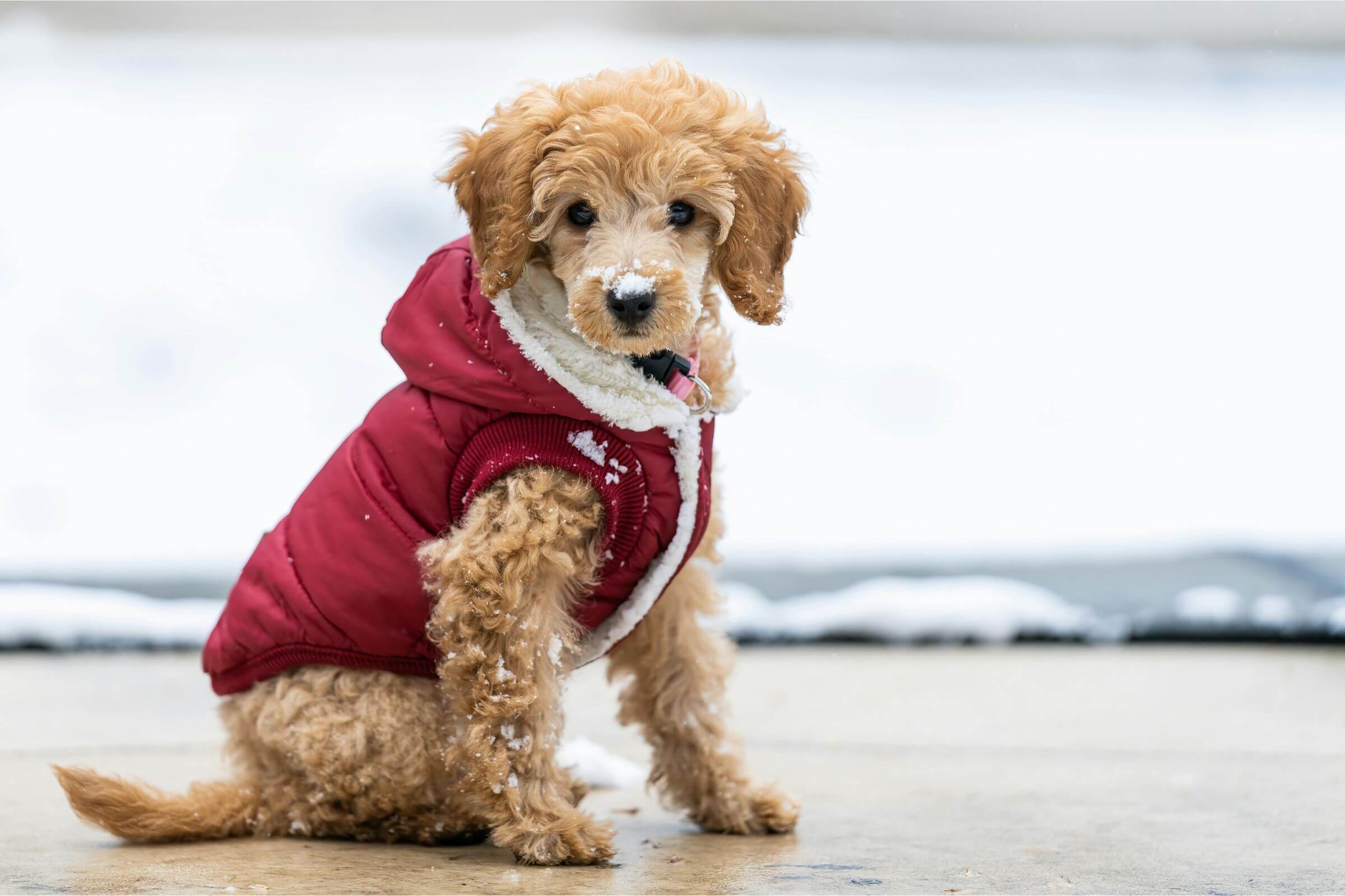 Como proteger o pet no frio intenso, clínica veterinária 24h