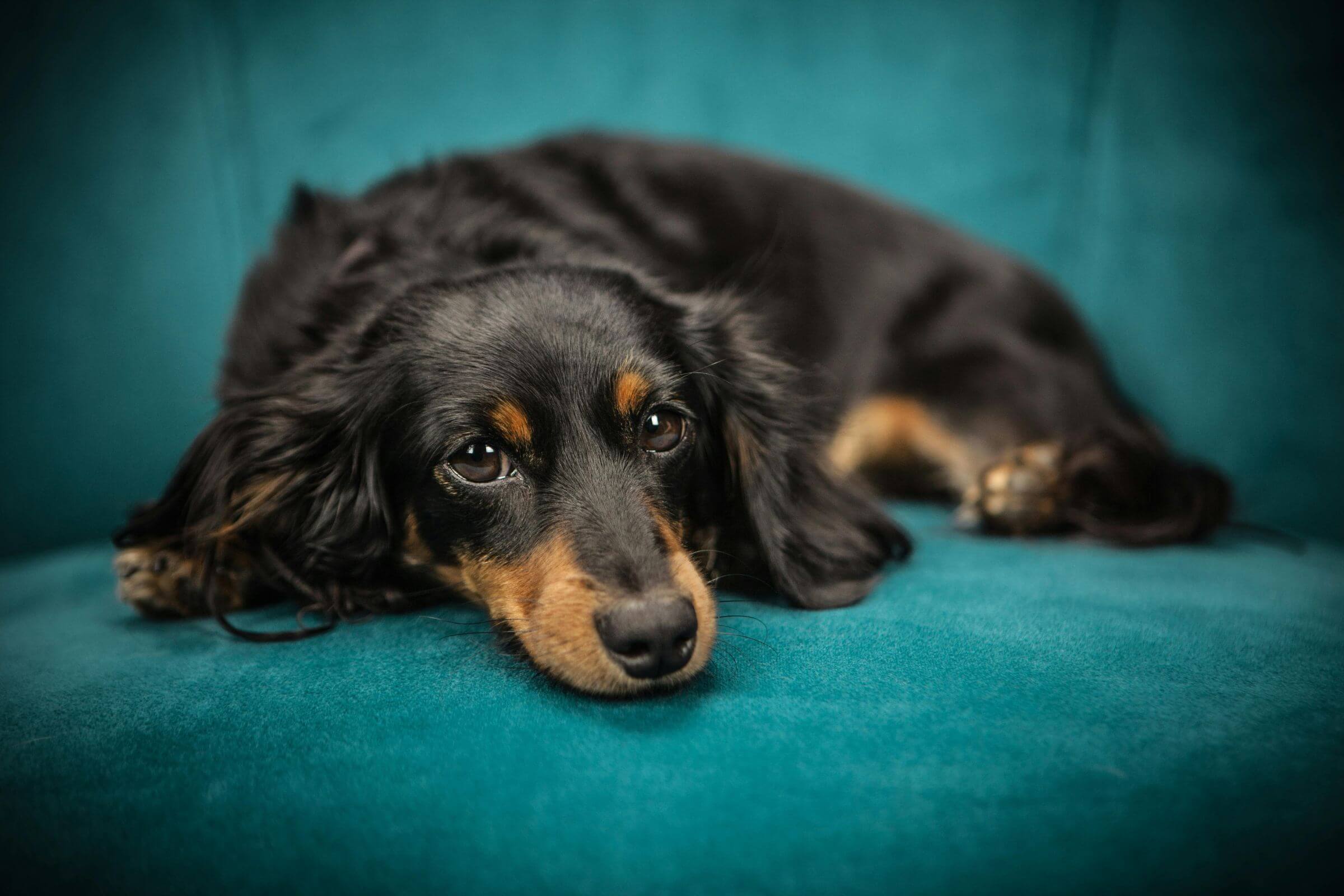 O que é leishmaniose e como proteger meu pet? clínica veterinária 24h