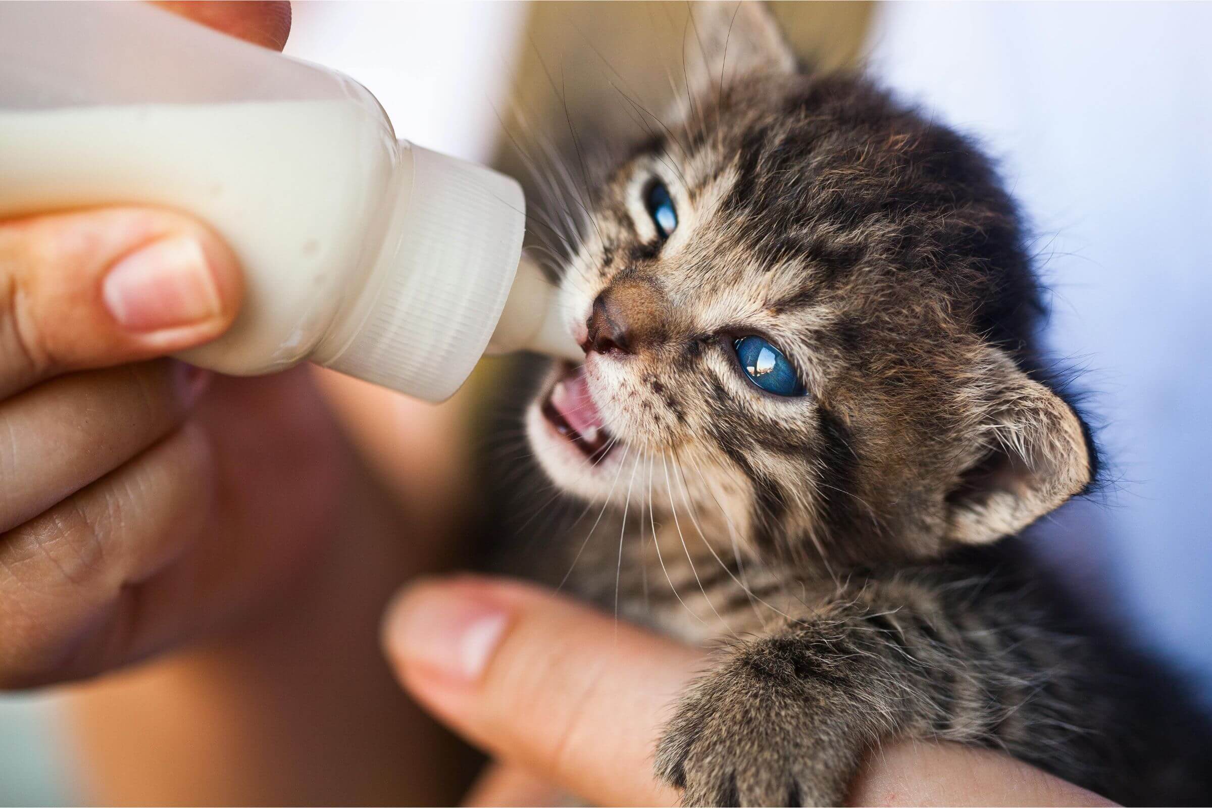 Posso dar leite pro meu gato? clínica veterinária 24h