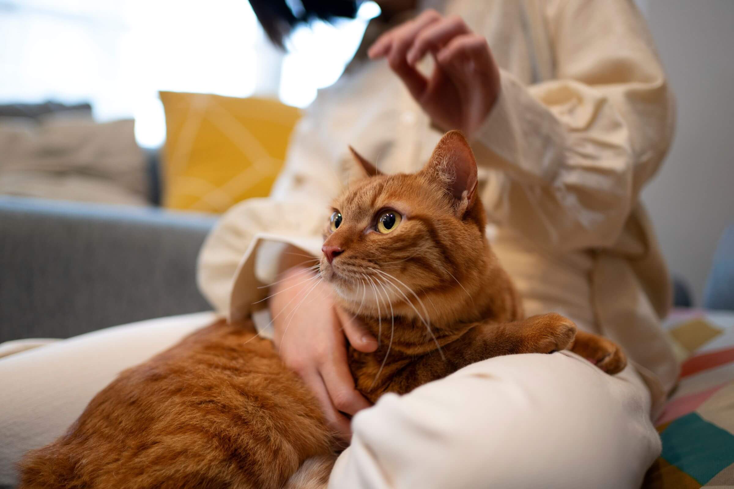 Meu gato não deixa limpar os olhos: dicas para facilitar, clínica veterinária 24h