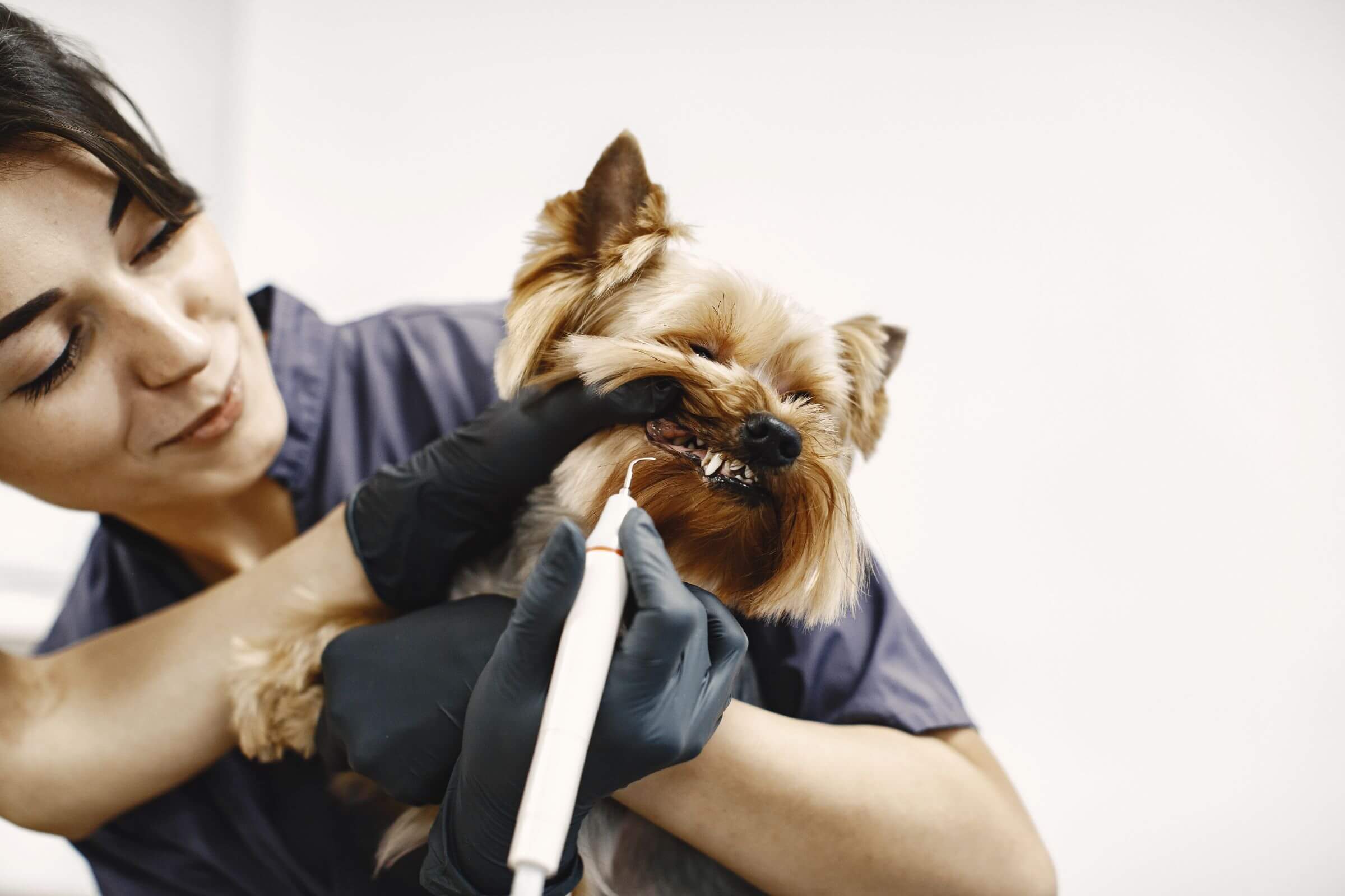 Como saber se meu pet precisa de limpeza dentária? clínica veterinária 24h