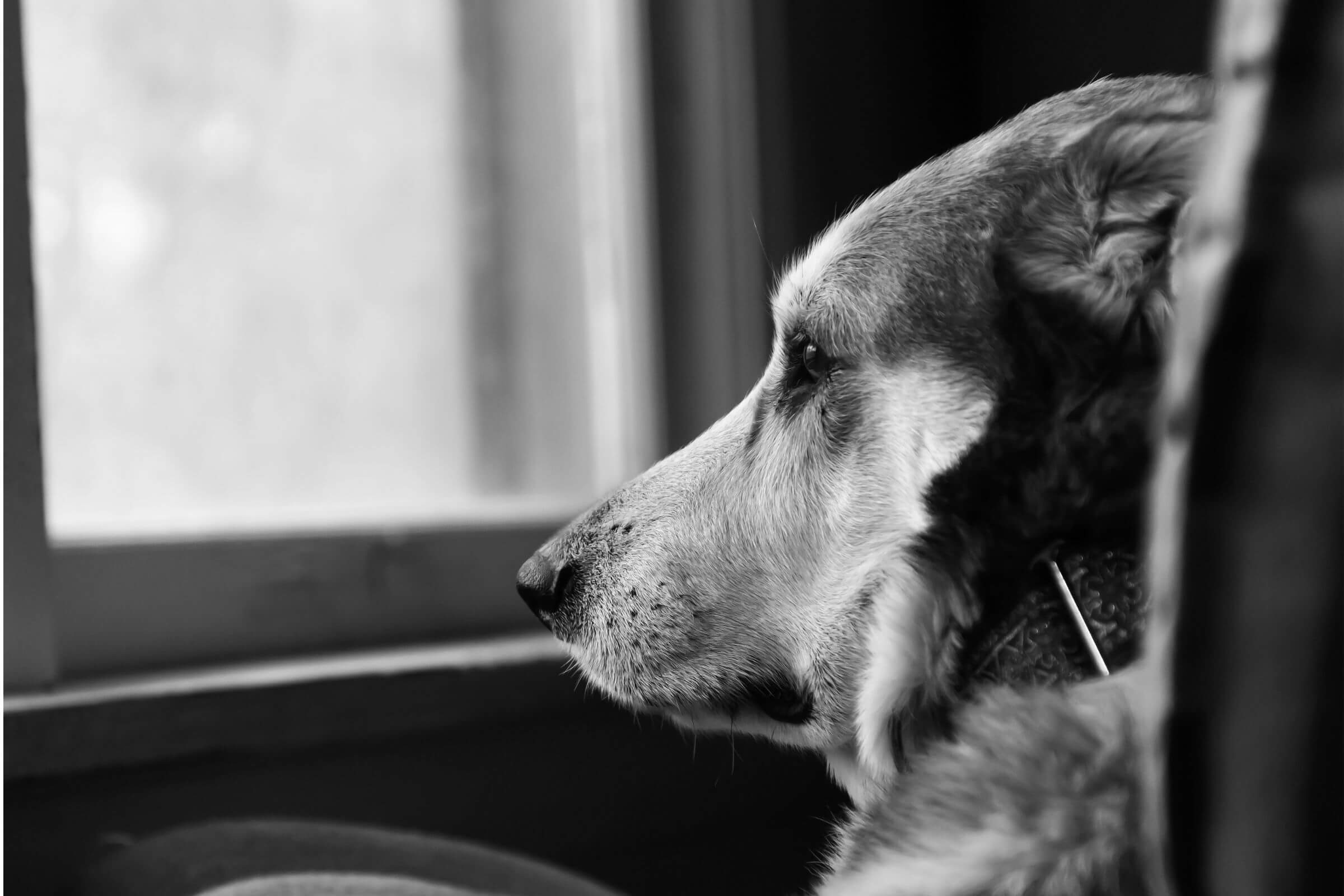 Pet pode sentir luto? clínica veterinária 24h