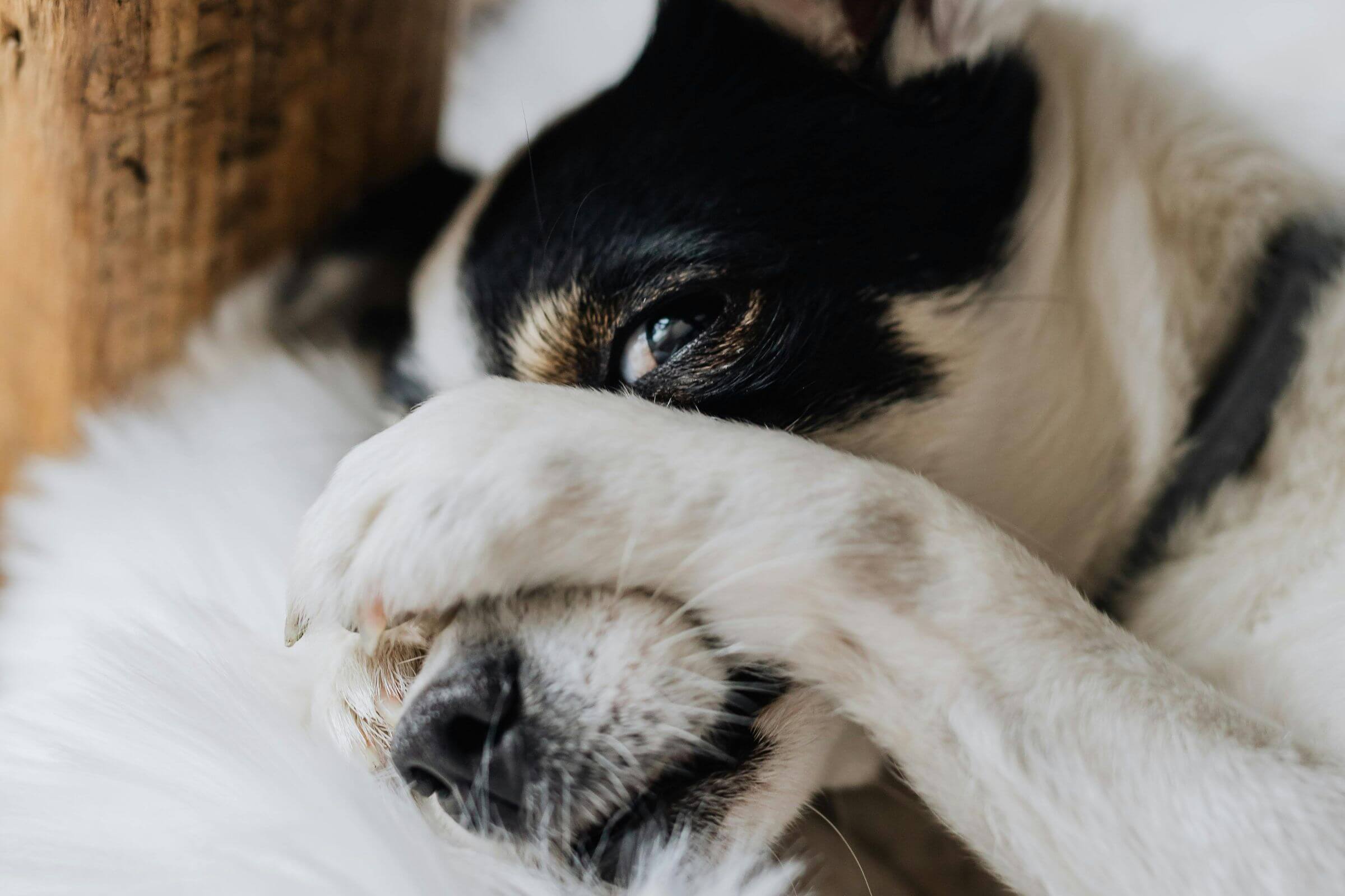 Meu cachorro está com medo de tudo: o que fazer? clínica veterinária 24h