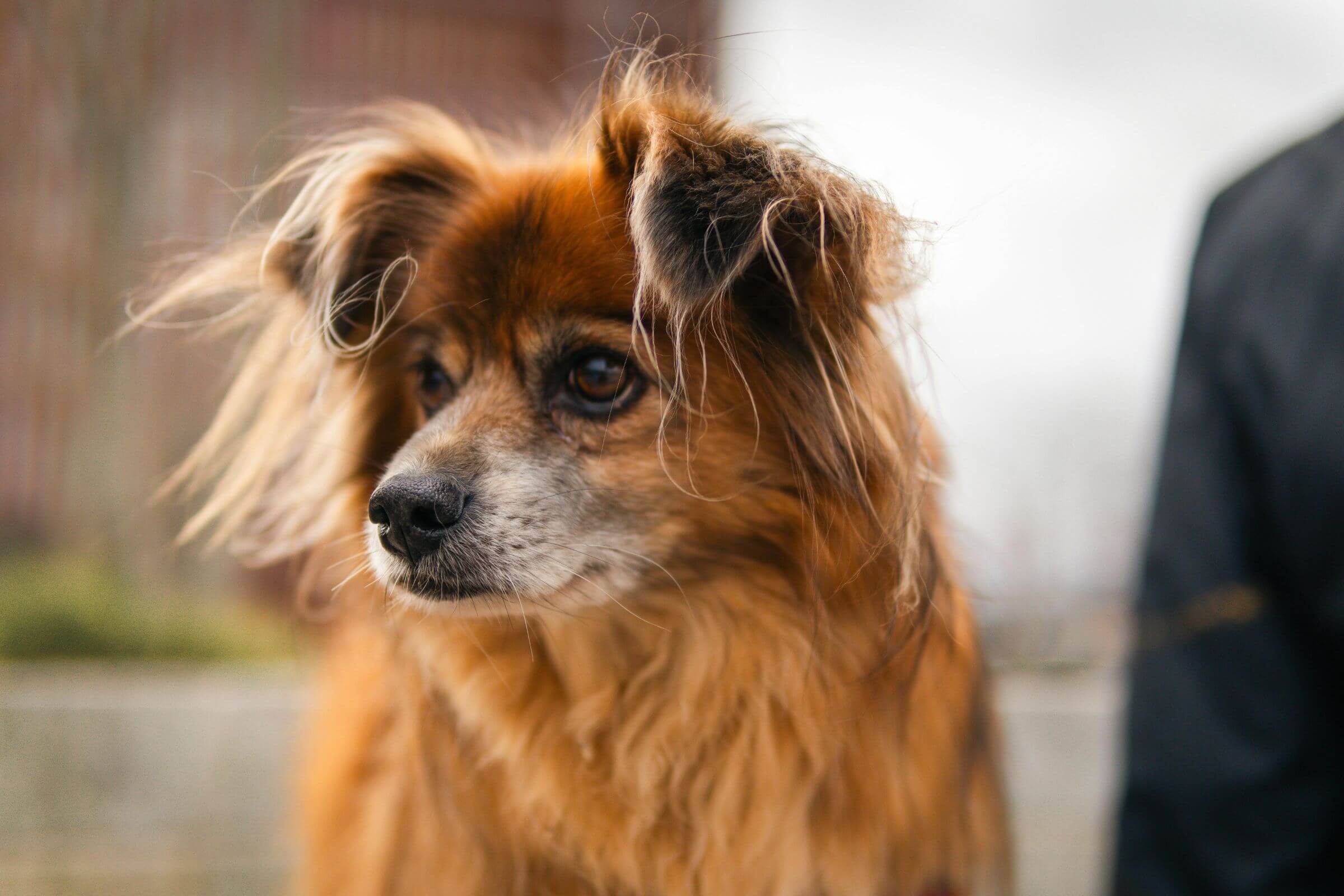 Mudanças de comportamento no pet: quando se preocupar? clínica veterinária 24h