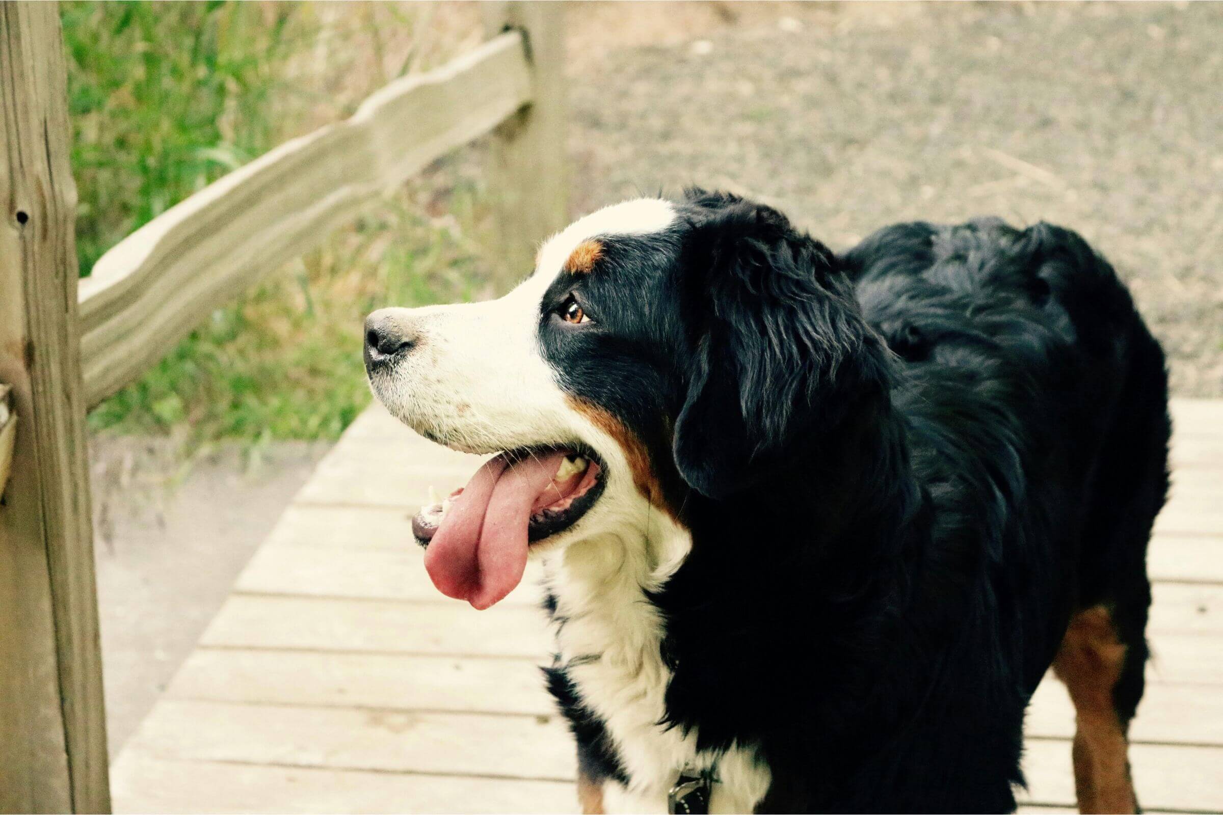 Meu cachorro está com falta de ar: pode ser problema no coração? clínica veterinária 24h