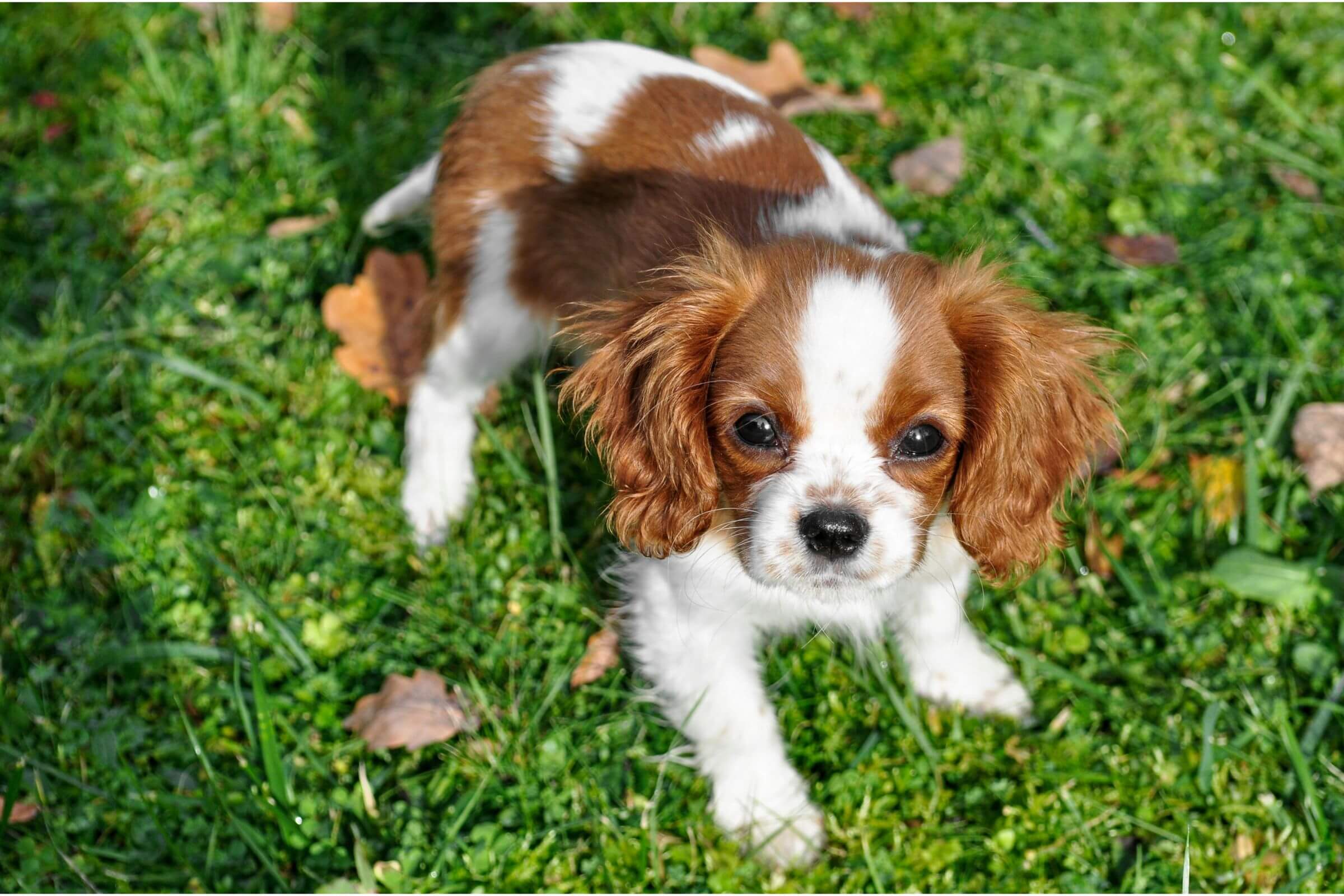 Olhos lacrimejando no pet: pode ser algo grave? clínica veterinária 24h