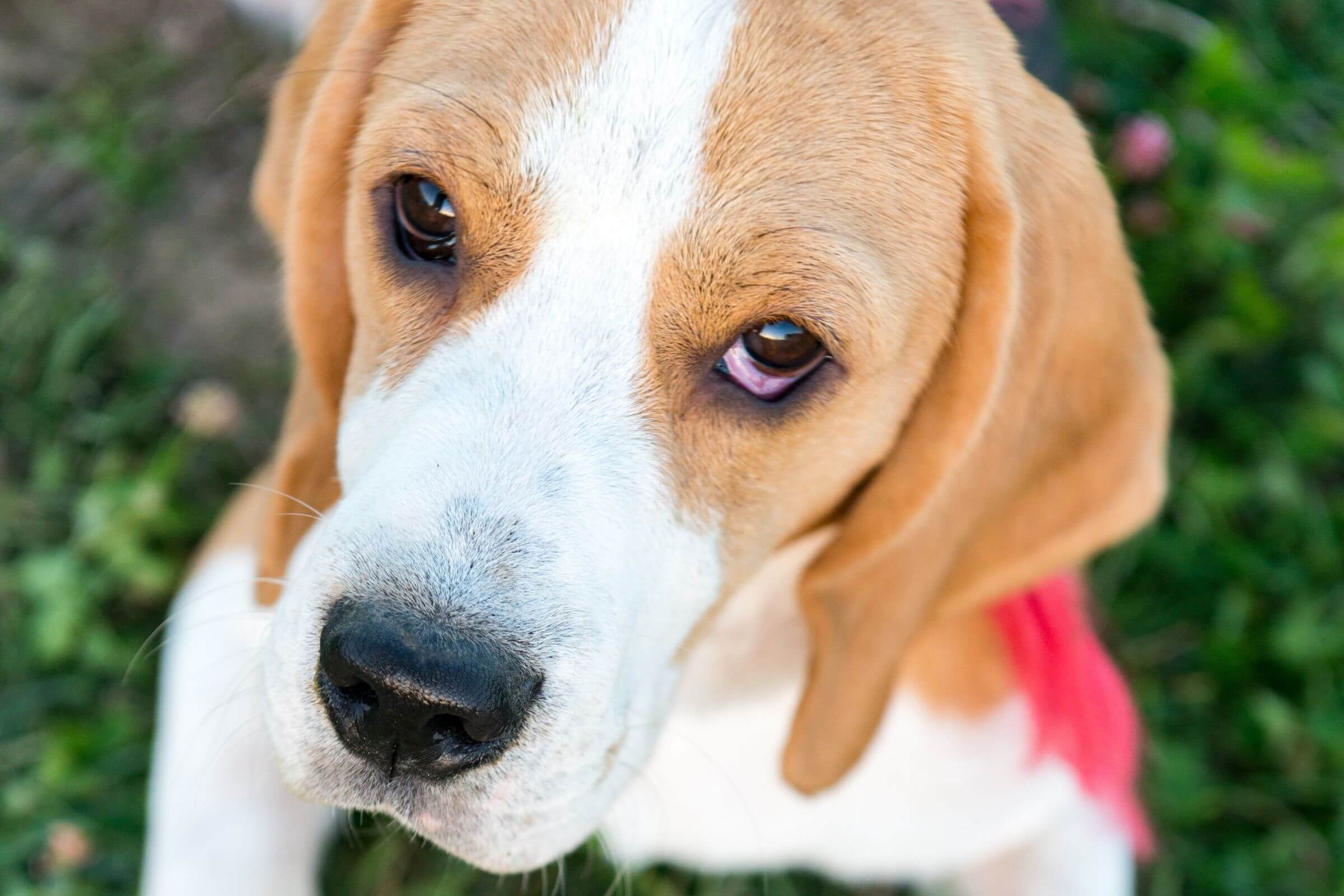 Meu cachorro está com o olho vermelho: o que pode ser? clínica veterinária 24h
