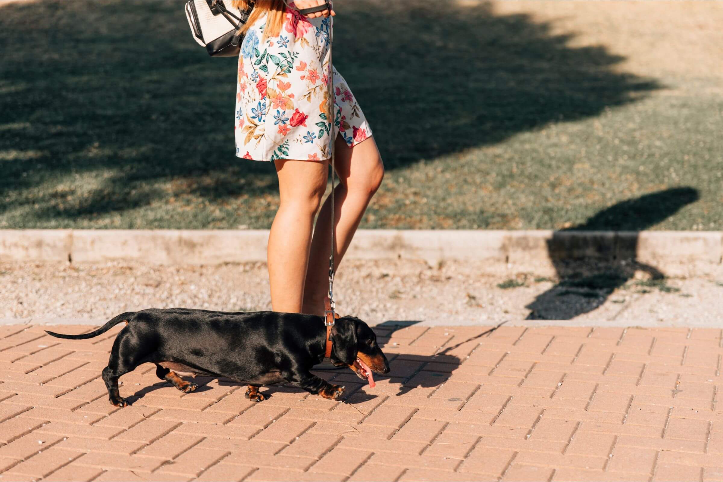 Passeios em dias quentes: riscos e cuidados, clínica veterinária 24h