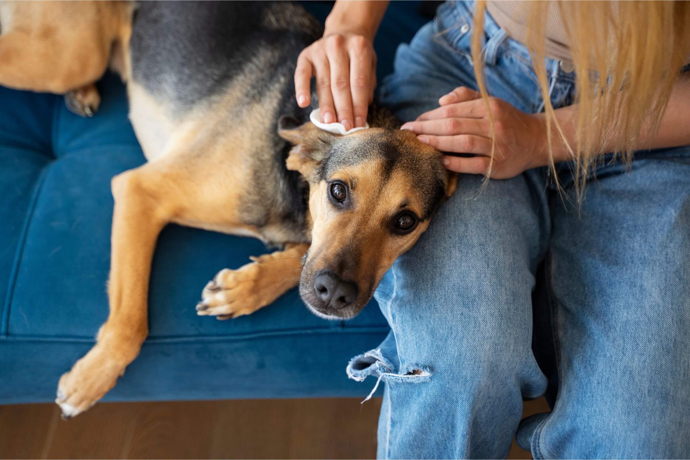 Meu pet está com feridas na pele: o que pode causar? clínica veterinária 24h