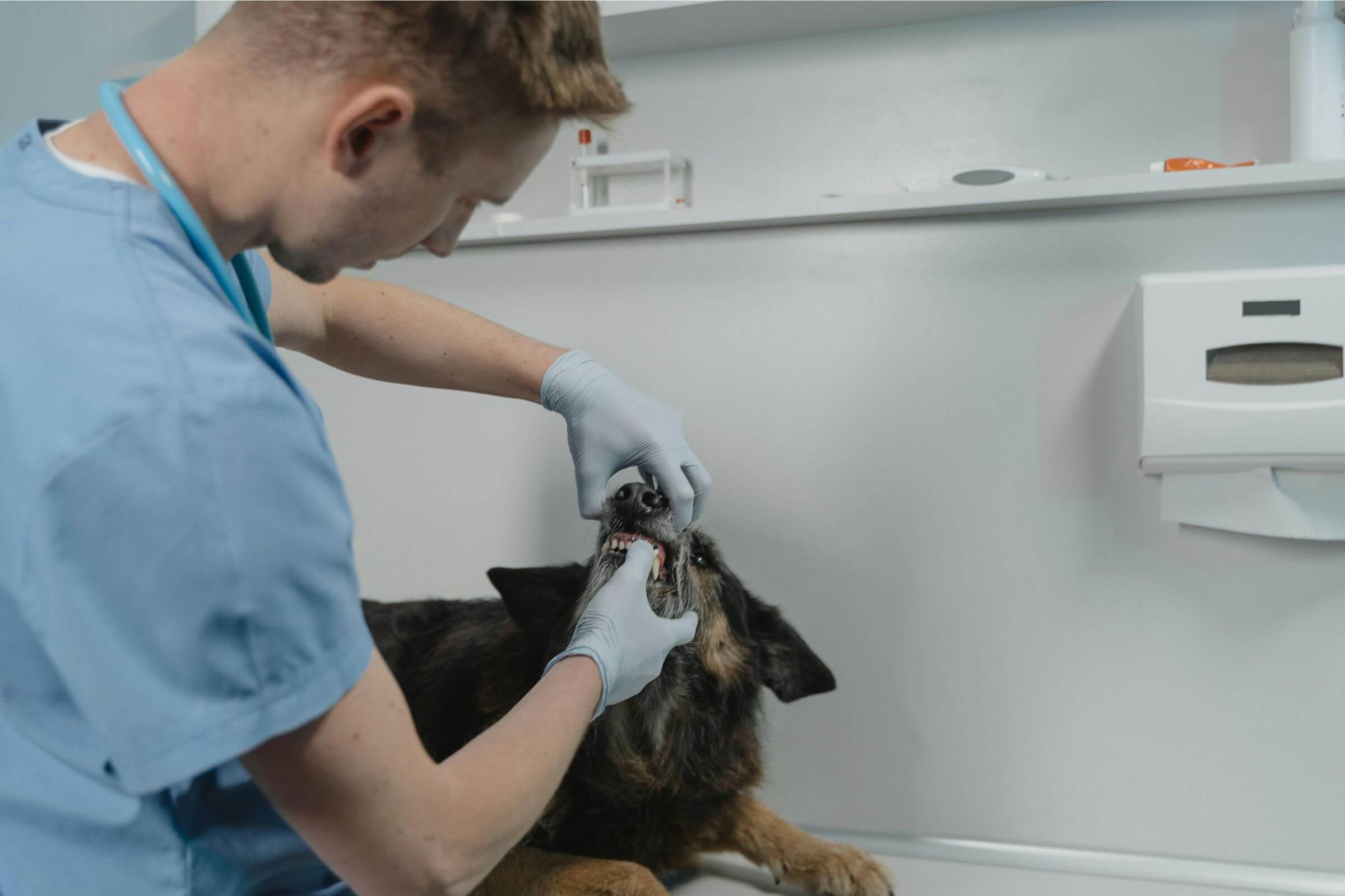 Periodontite em pets: o que é e como tratar? clínica veterinária 24h