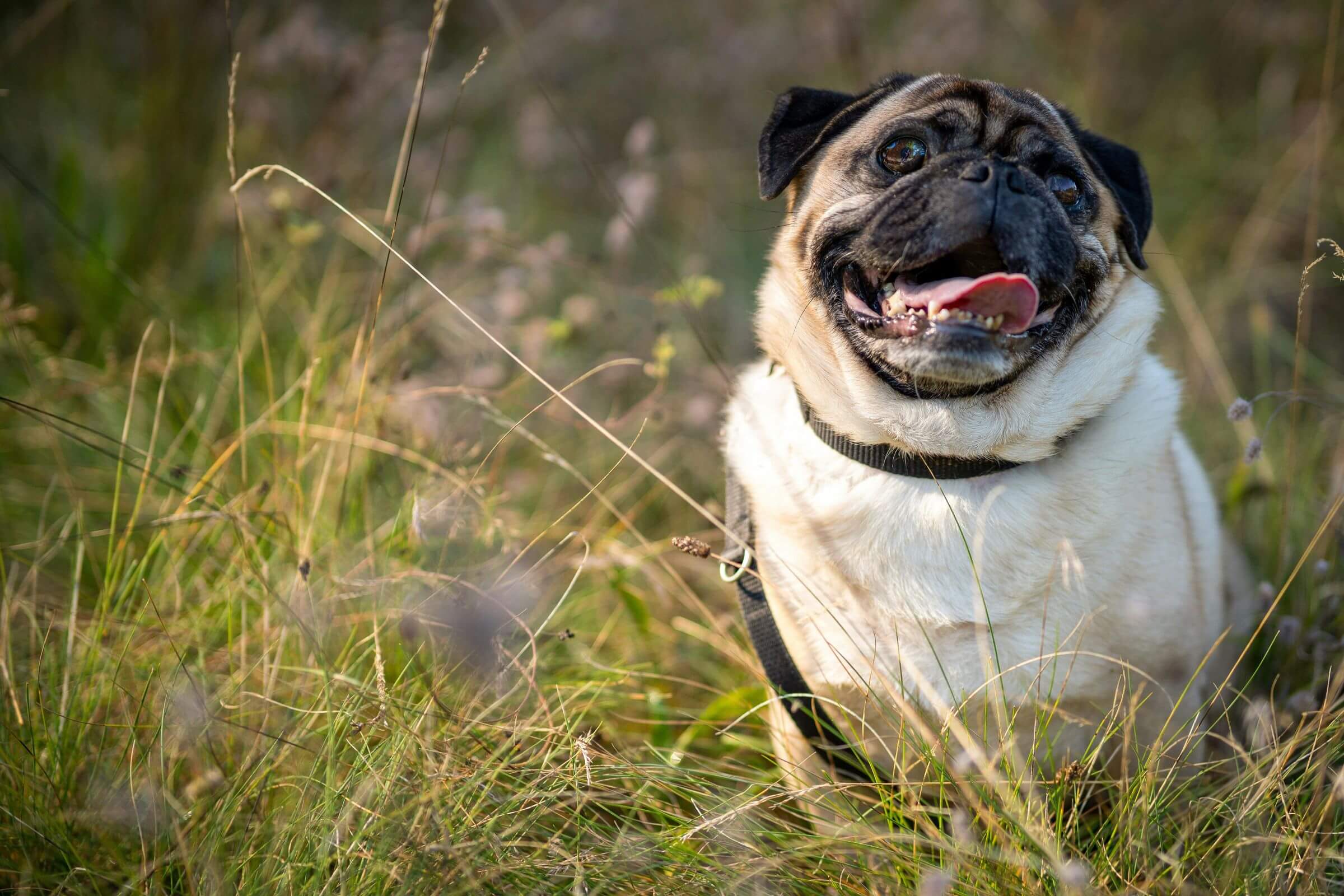 Pet com aumento de peso repentino: pode ser hormonal? clínica veterinária 24h