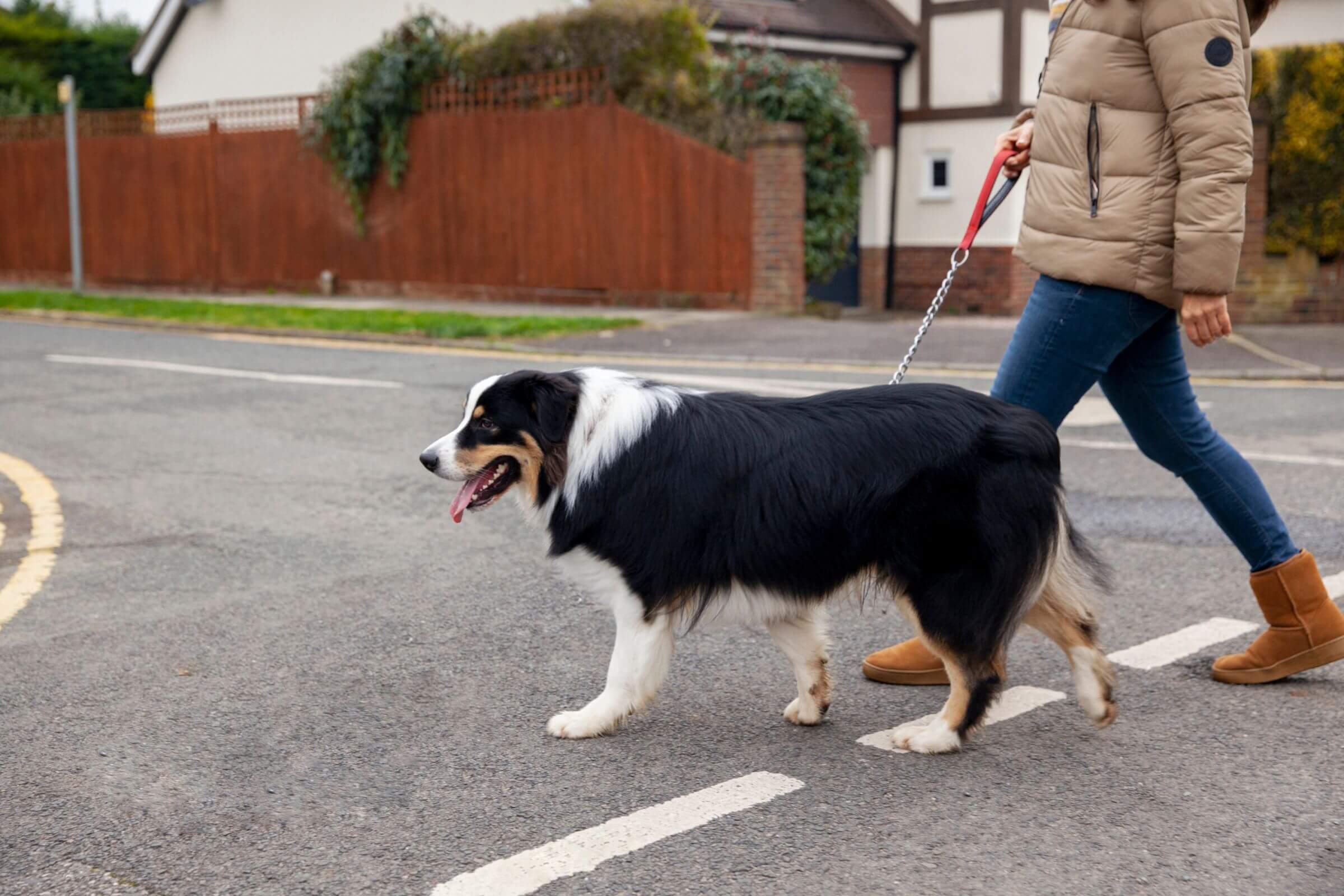 Posso passear com um pet com problema no coração? clínica veterinária 24h