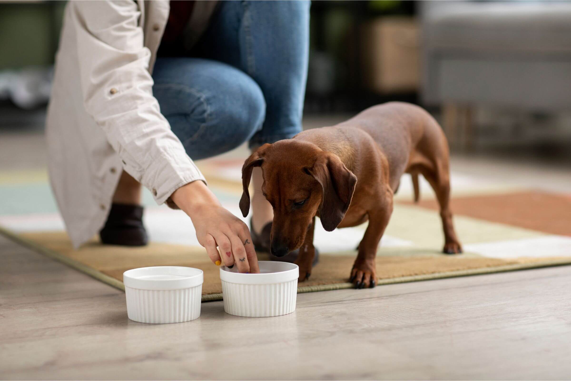 Como prevenir problemas renais no meu pet? clínica veterinária 24h