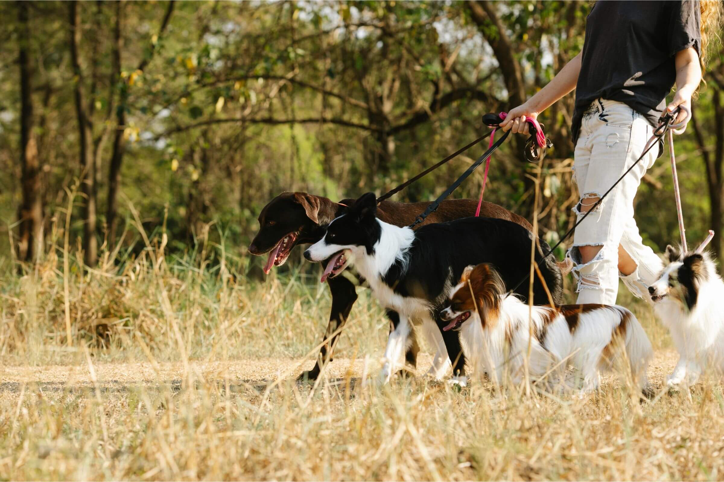 Como evitar que o pet pegue pulgas no passeio? clínica veterinária 24h