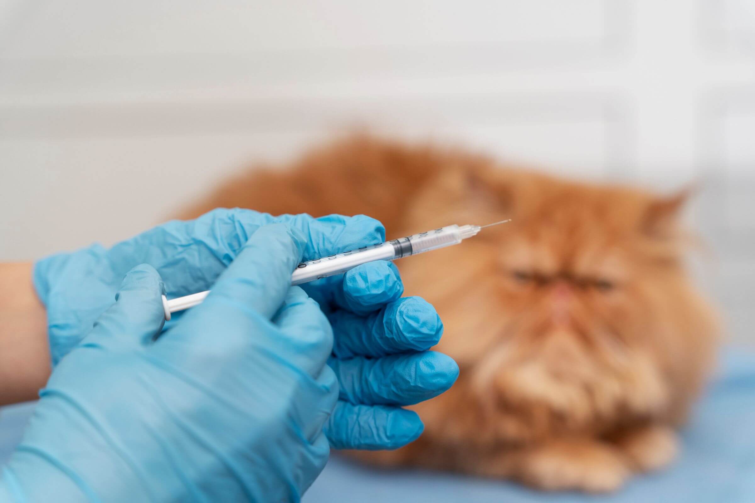Vacina de raiva para gato: Quando fazer e quanto custa? clínica veterinária 24h