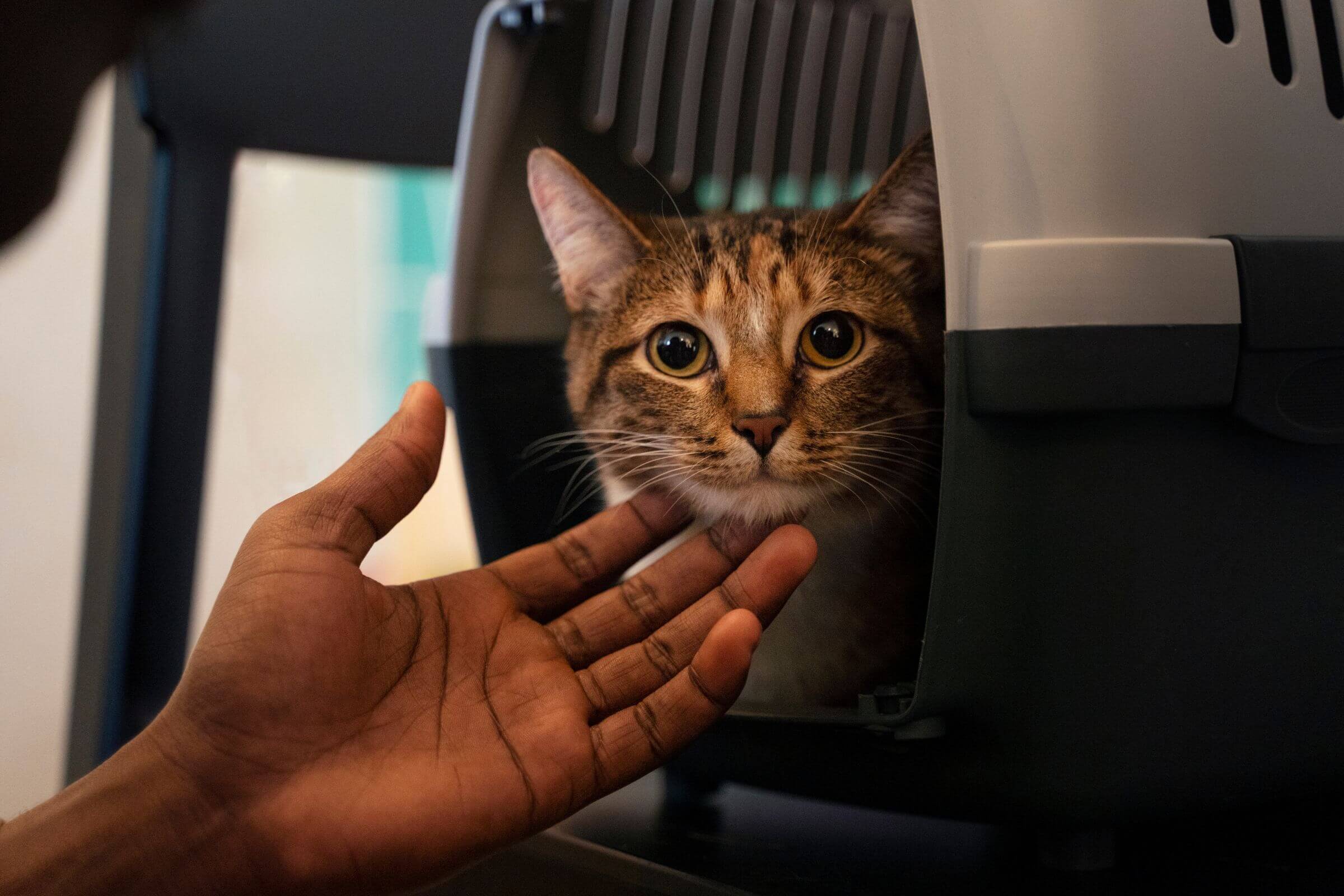 Como identificar e tratar a rinotraqueíte felina? clínica veterinária 24h