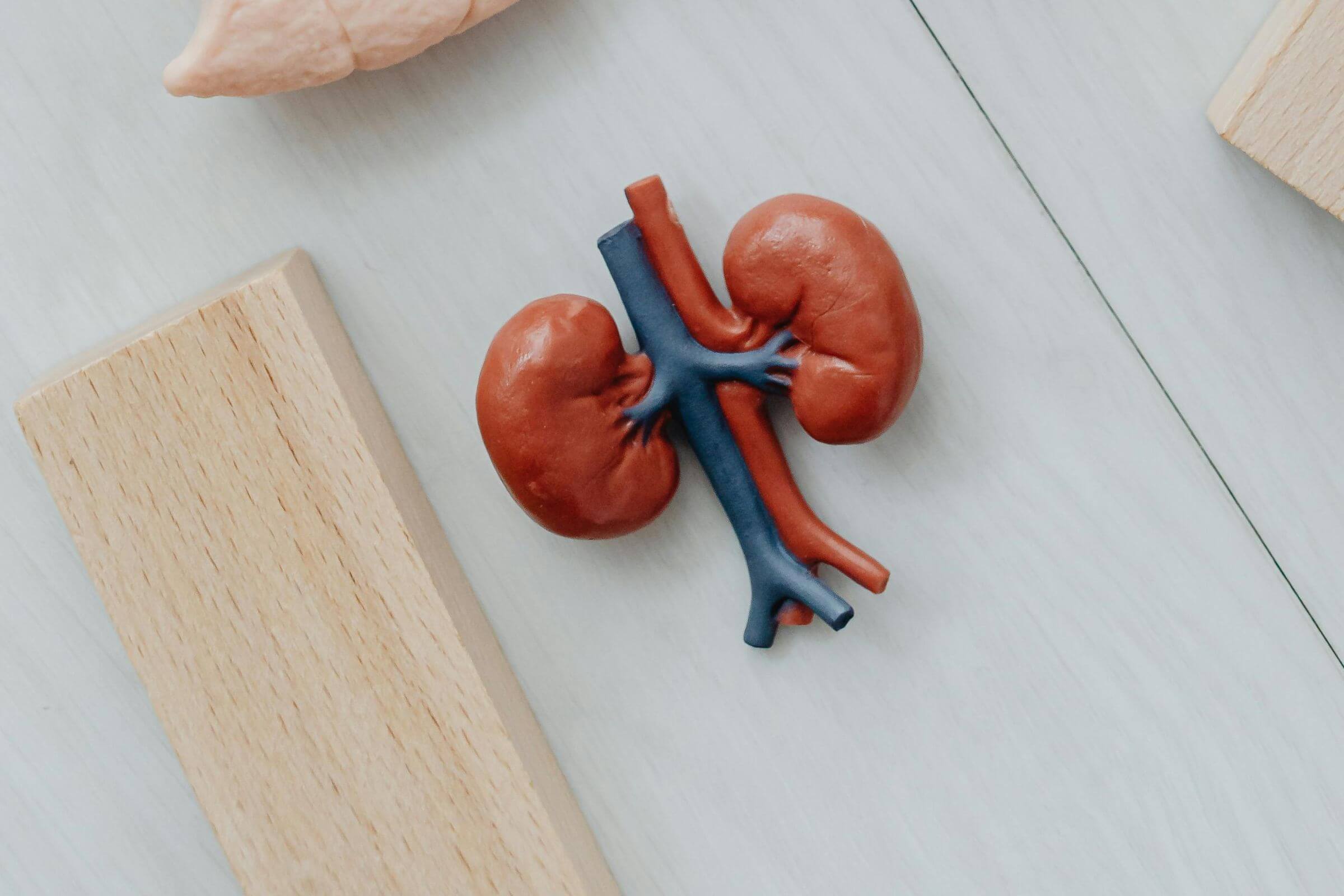 Insuficiência renal em gatos: como identificar no começo? clínica veterinária 24h