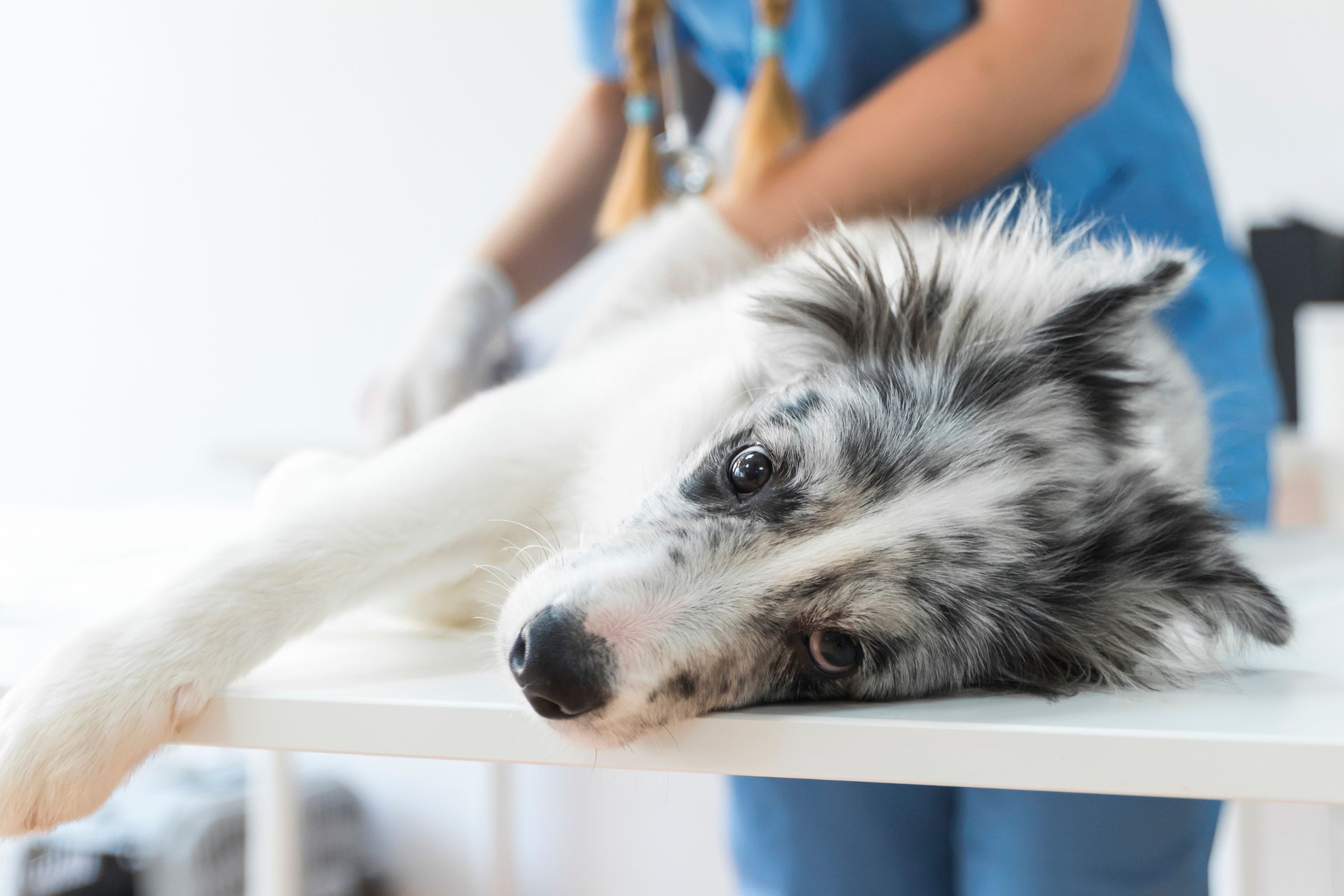 O que é o cálculo renal em animais e como tratar? clínica veterinária 24h