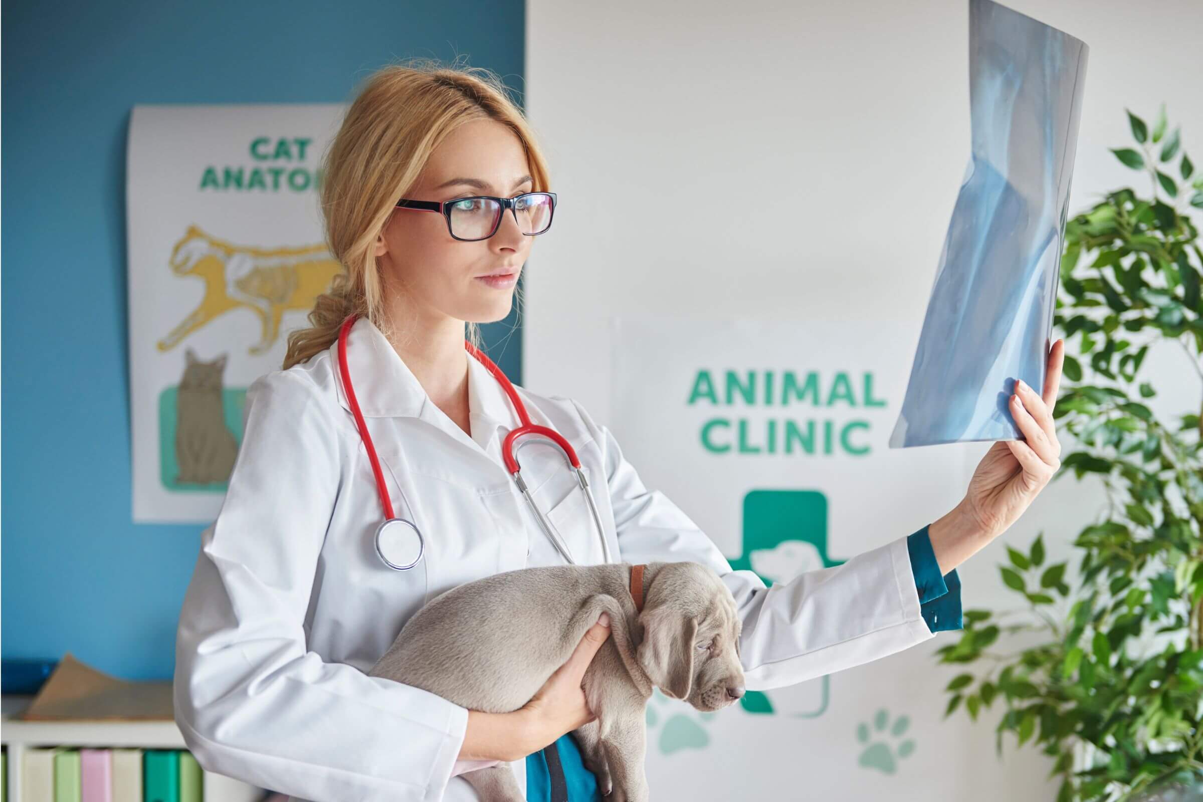 Como saber se meu cachorro está com problema no rim? clínica veterinária 24h
